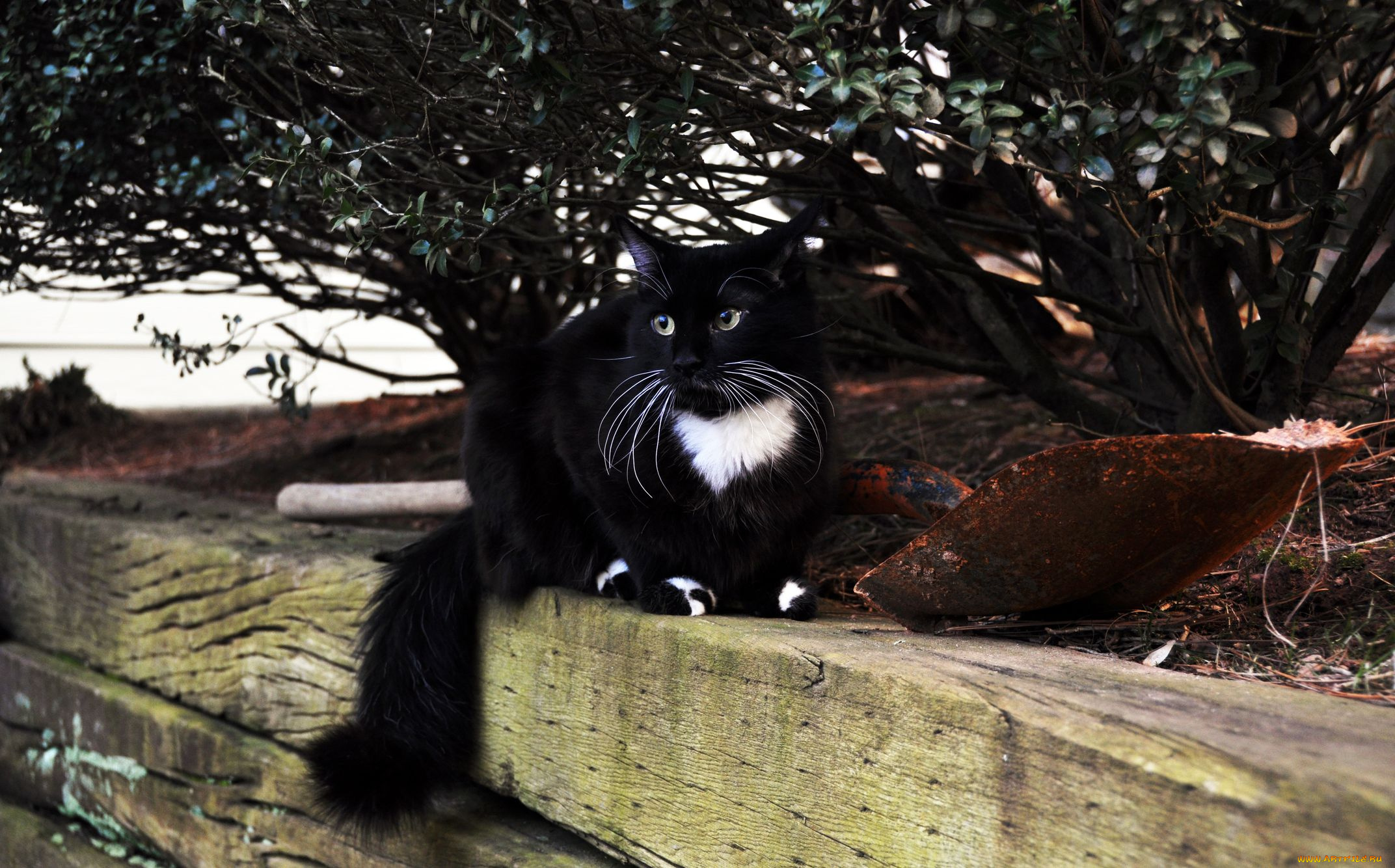 животные, коты, cat