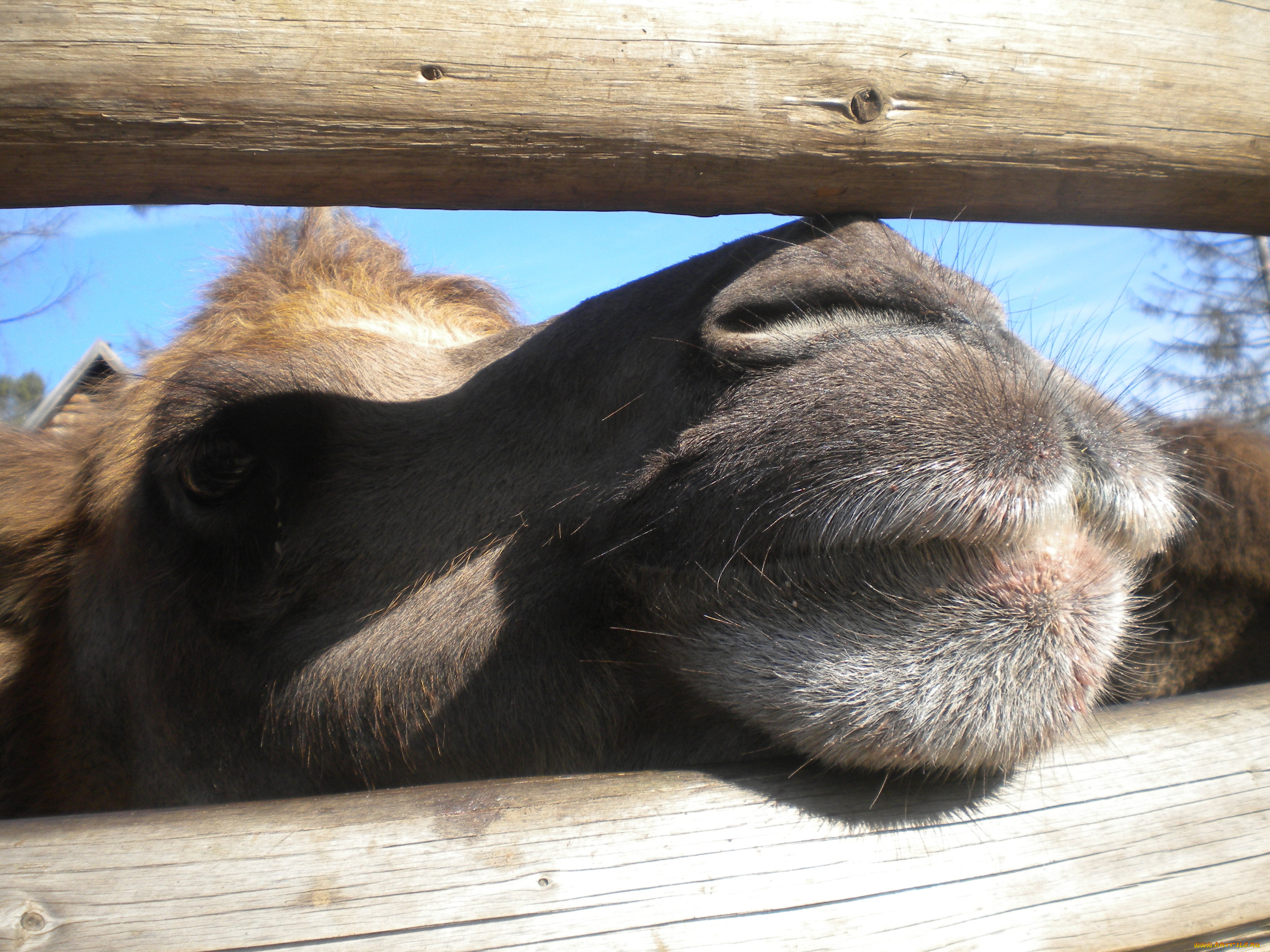 животные, верблюды, camel