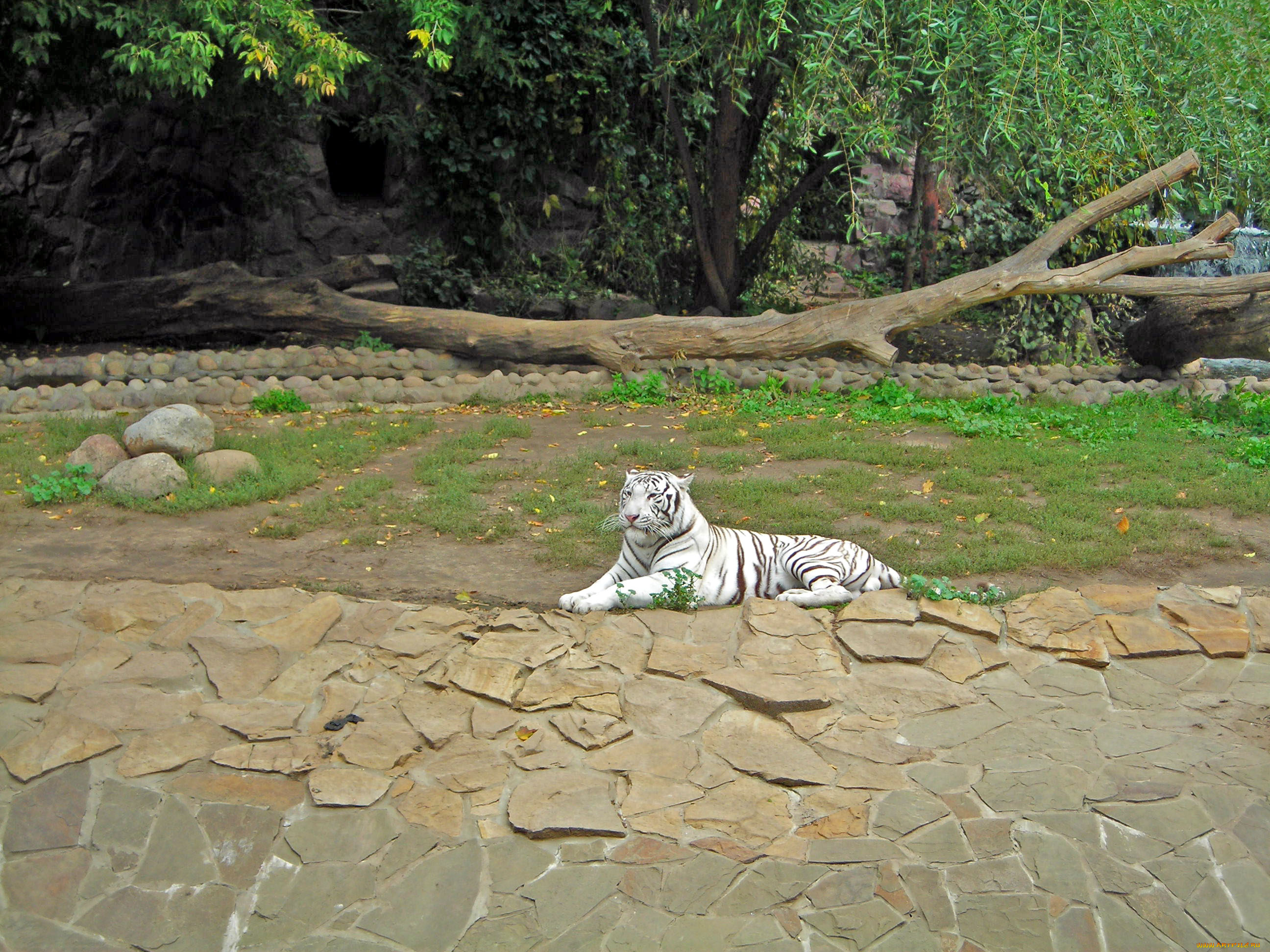 животные, тигры, белый, тигр