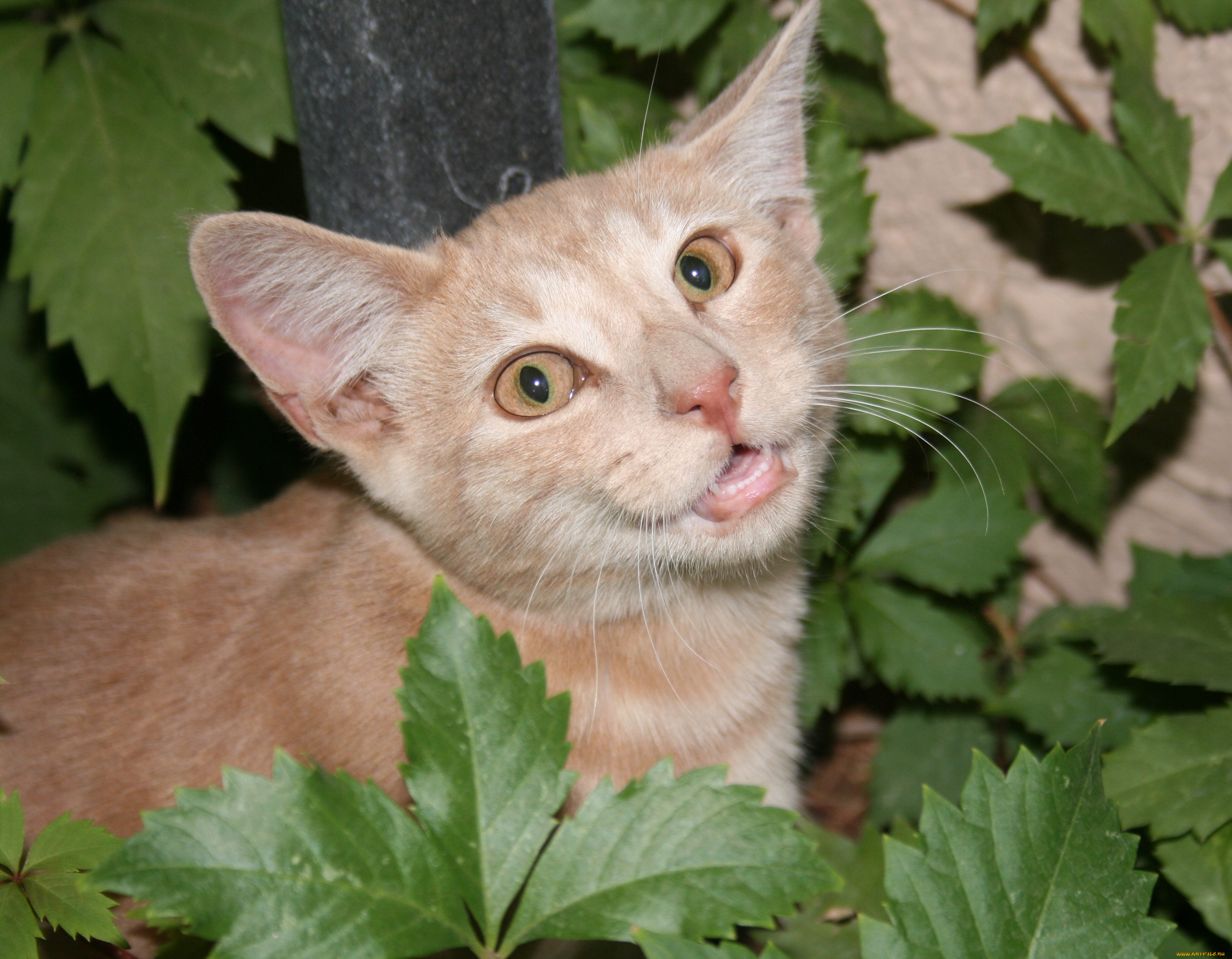 животные, коты, cat