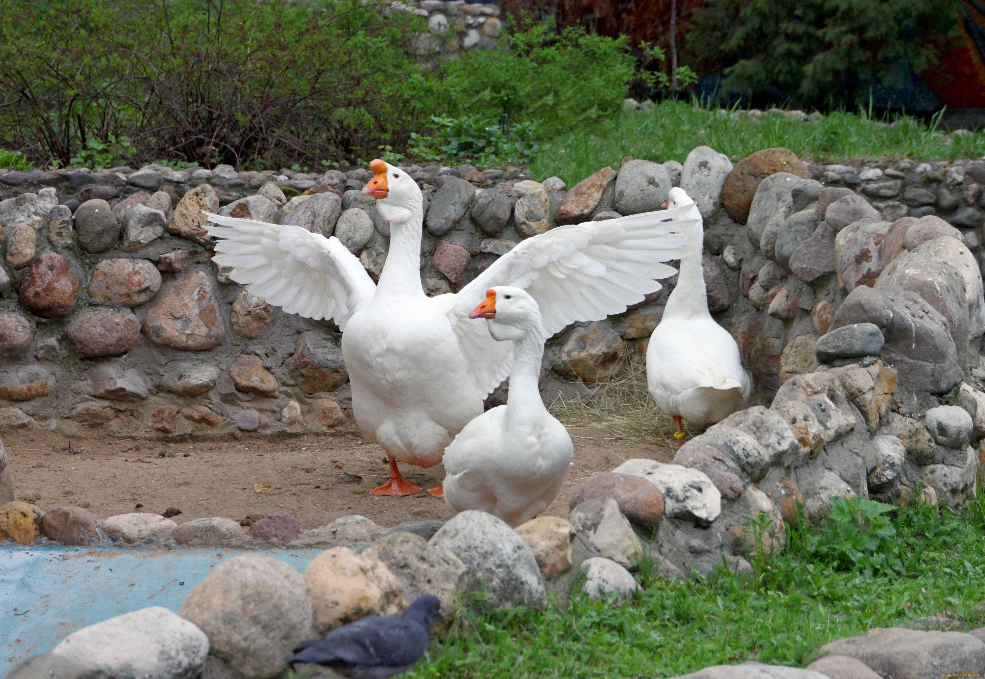 животные, гуси