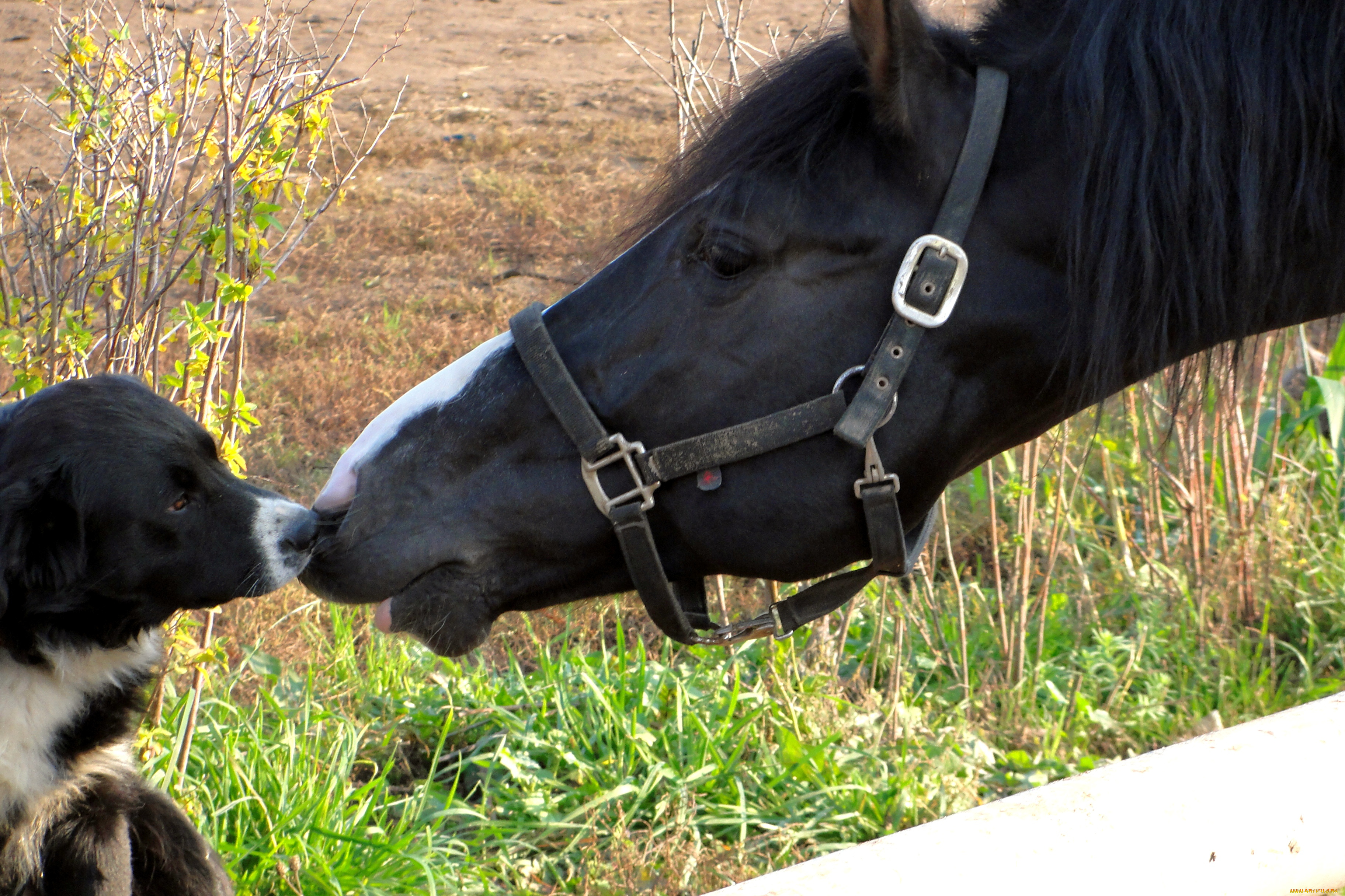животные, разные, вместе, конь, лошадь, собака