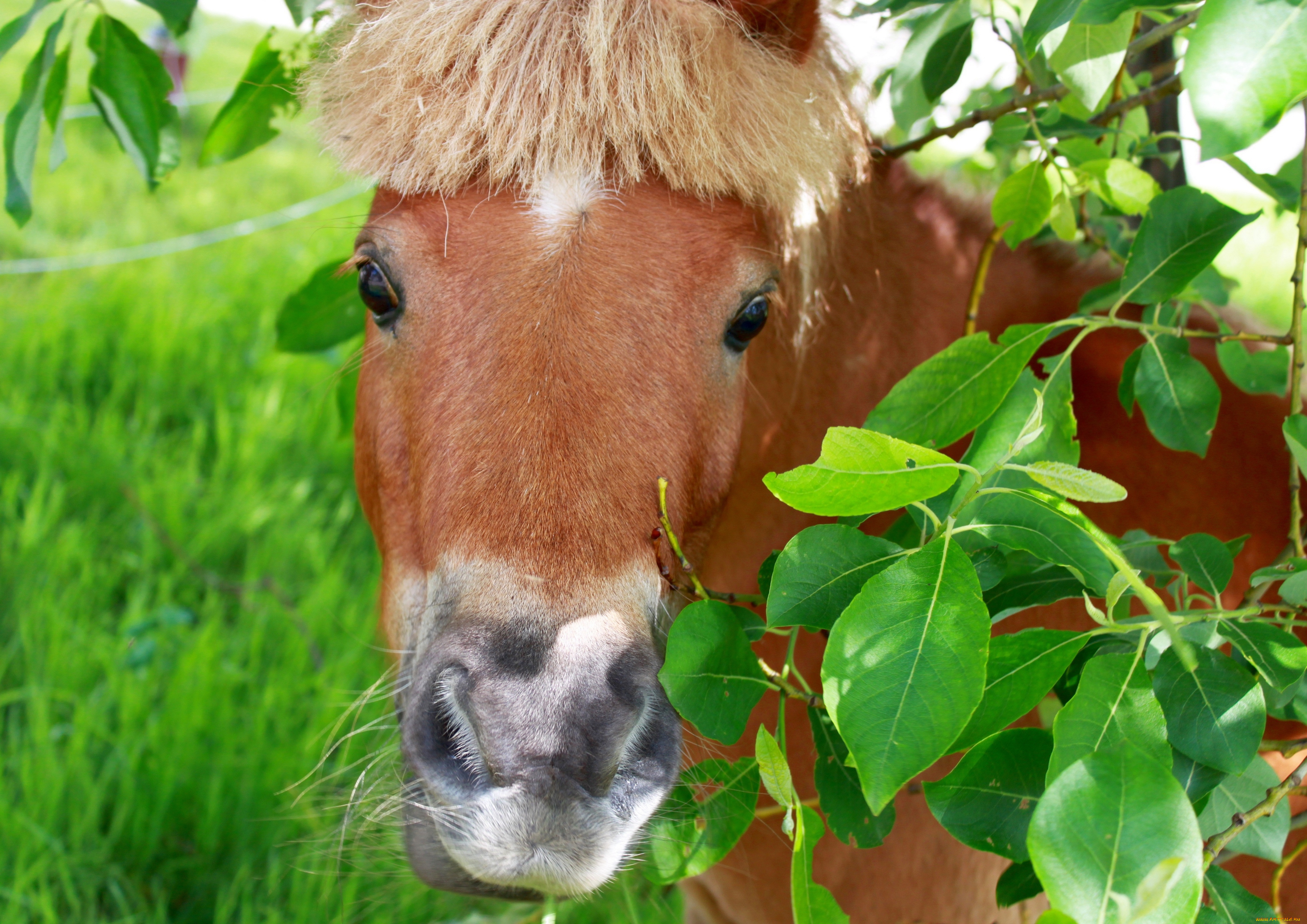 животные, лошади, пони, лошадь