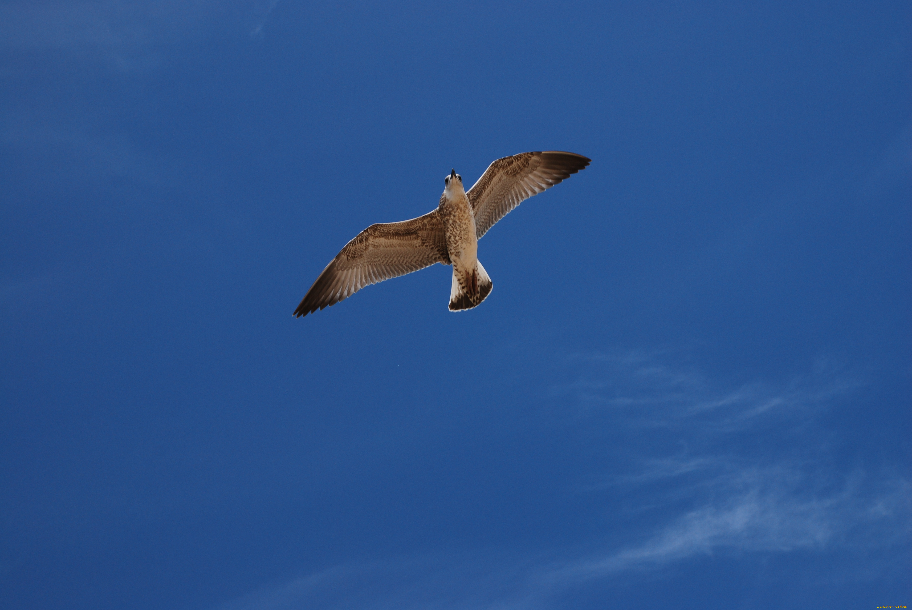 животные, Чайки, бакланы, крачки, небо, птица