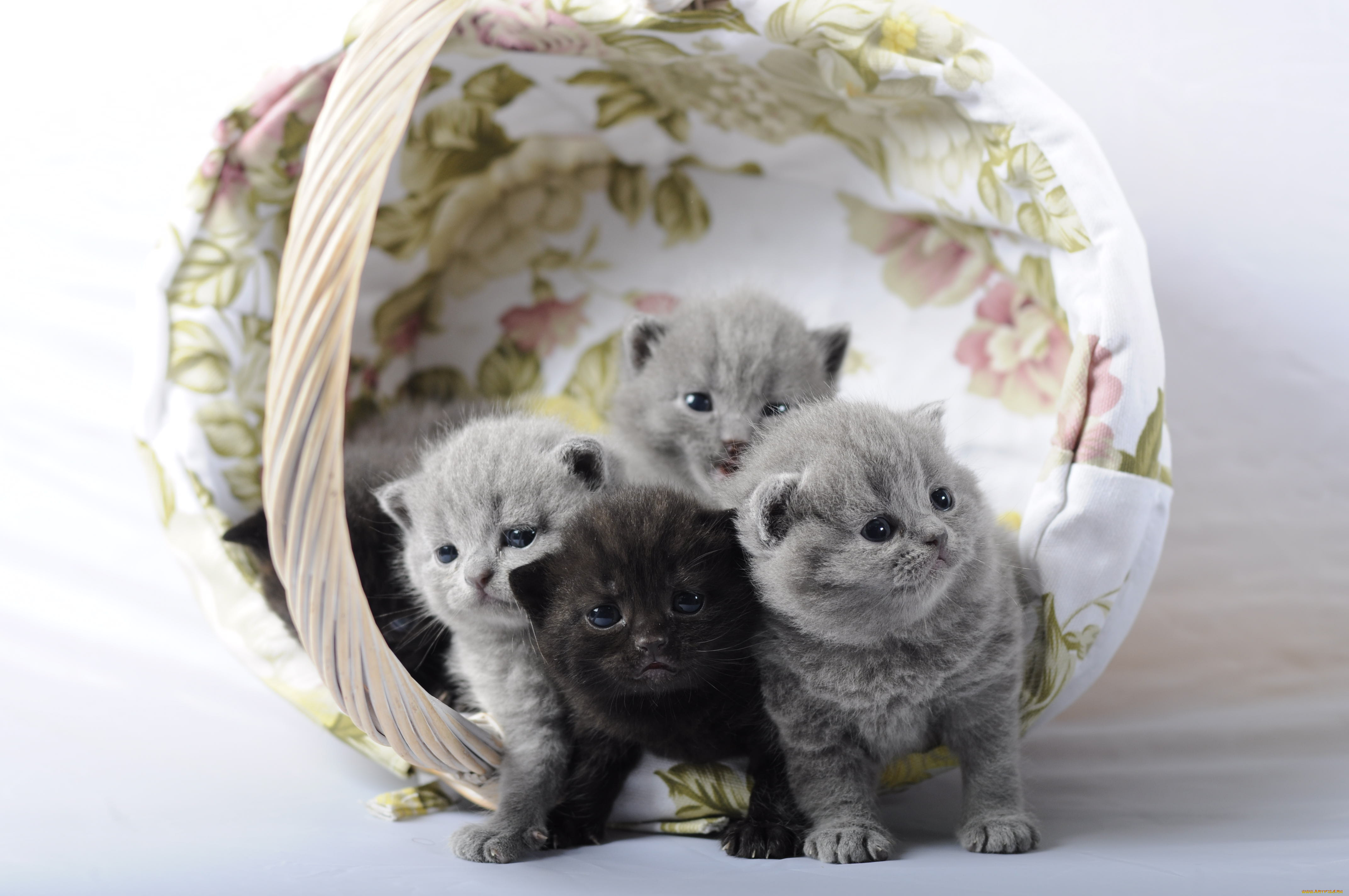 животные, коты, кошка, кот, котёнок, корзинка