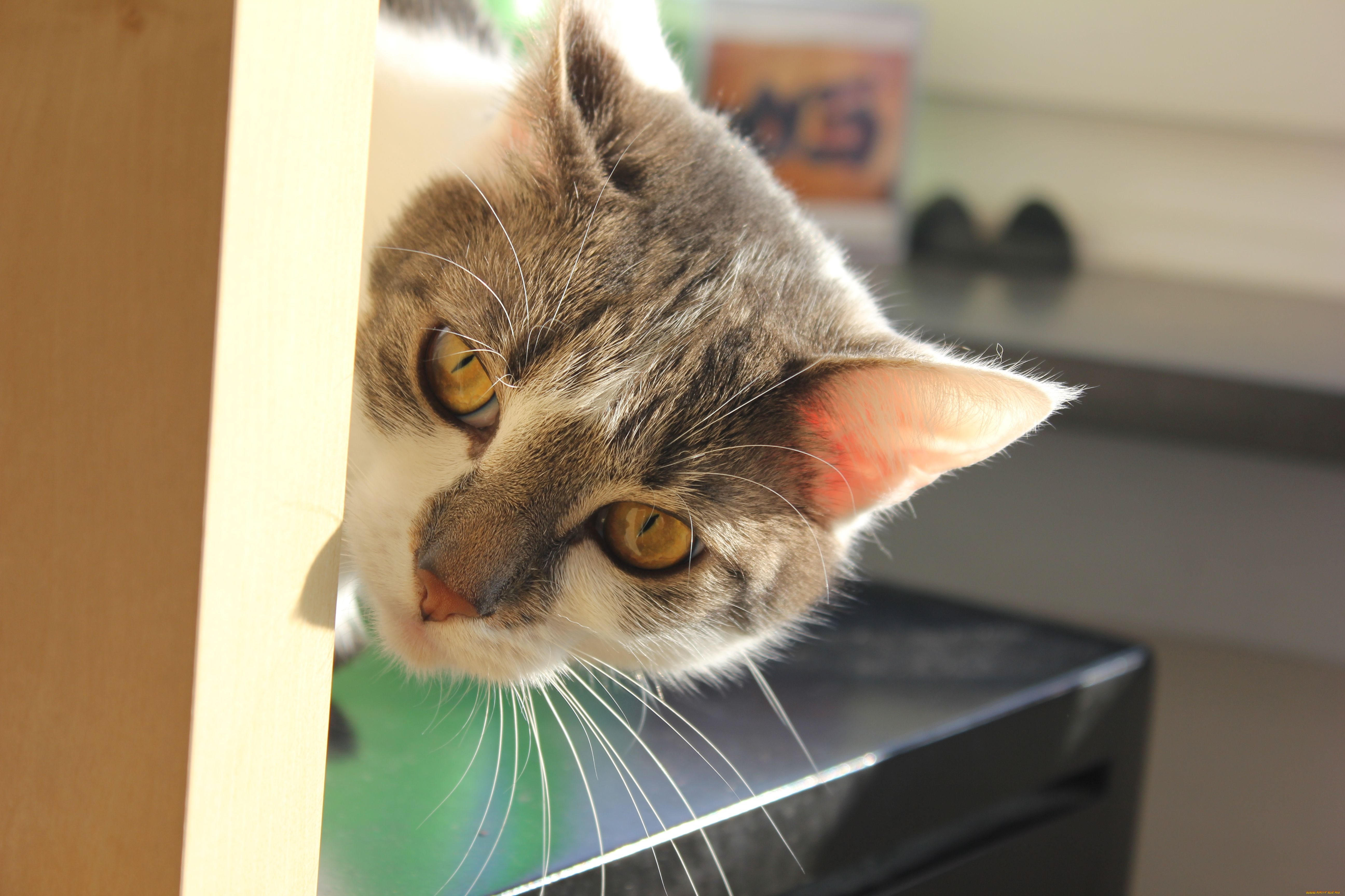 животные, коты, cat