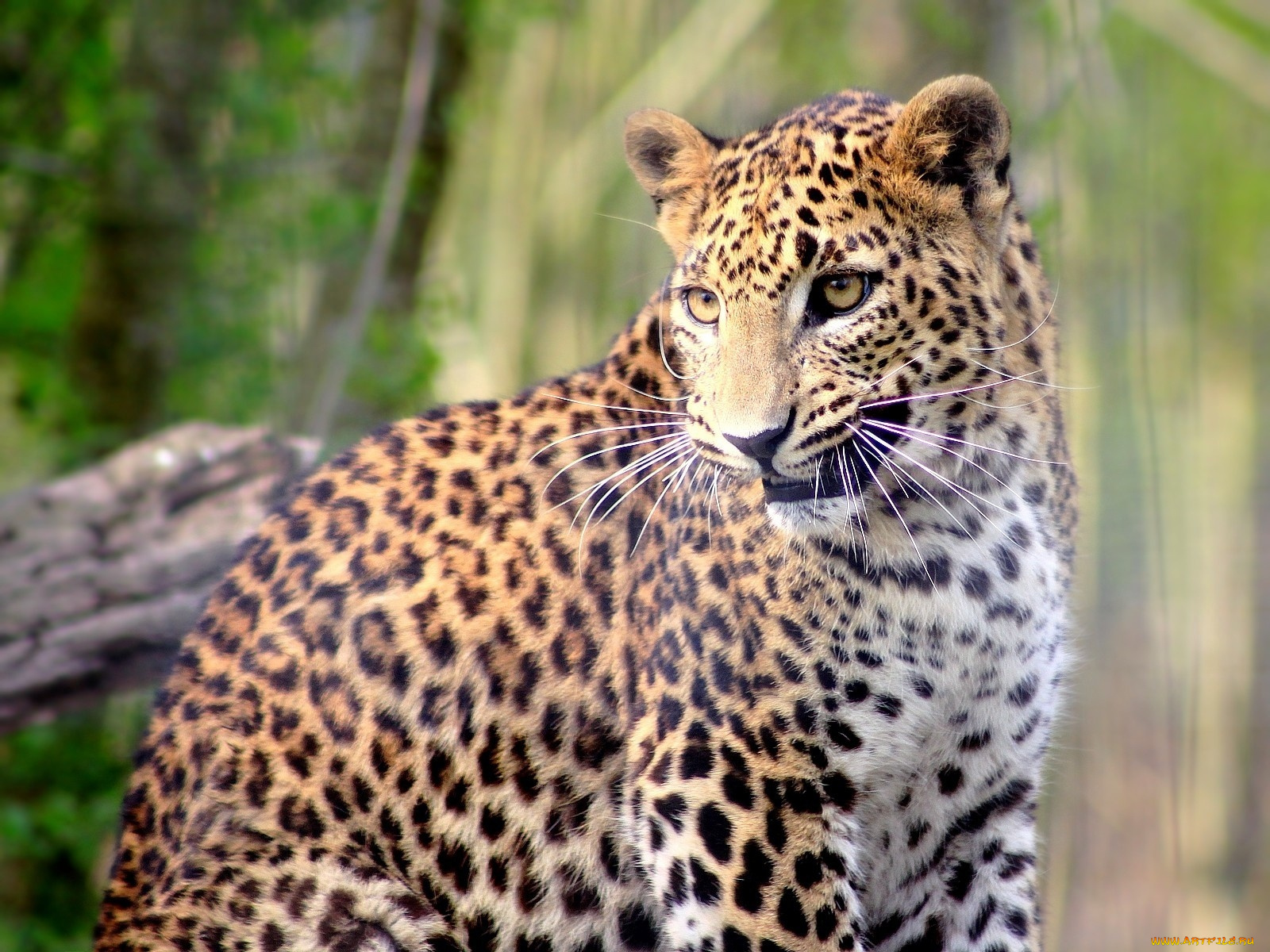 животные, леопарды, пятна, улыбка