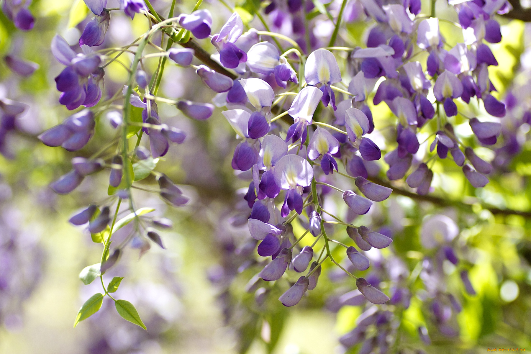 цветы, глициния, гроздья