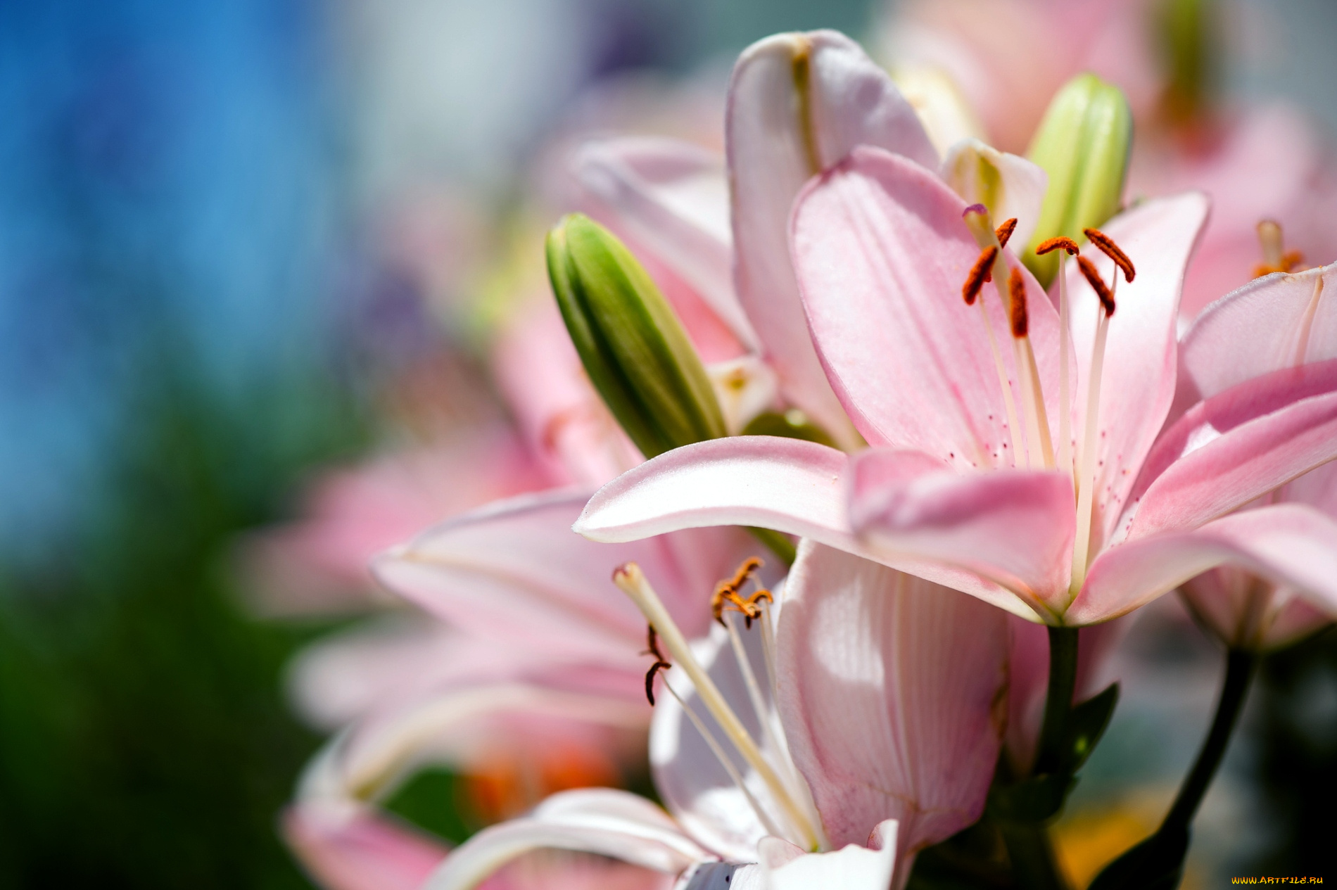 цветы, лилии, лилейники, розовый