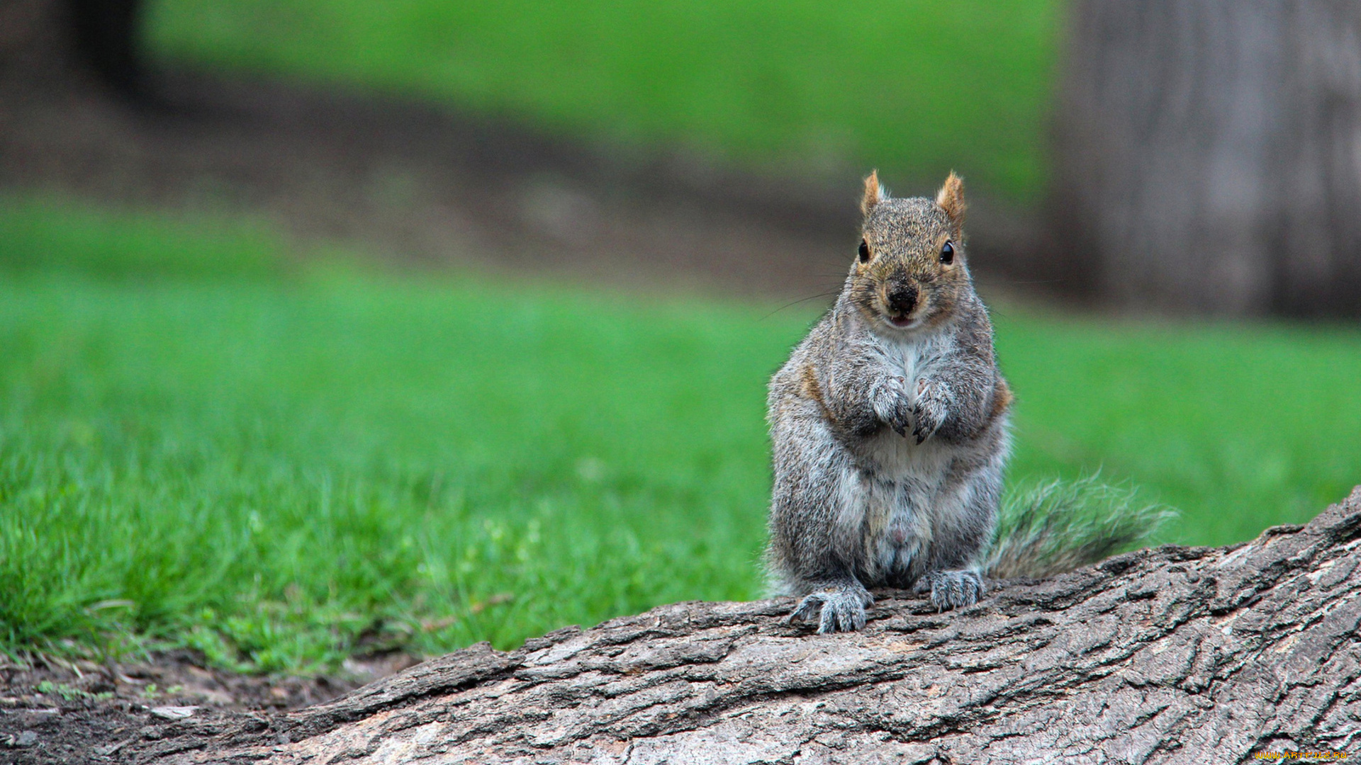 белка, животные, белки, бревно, трава
