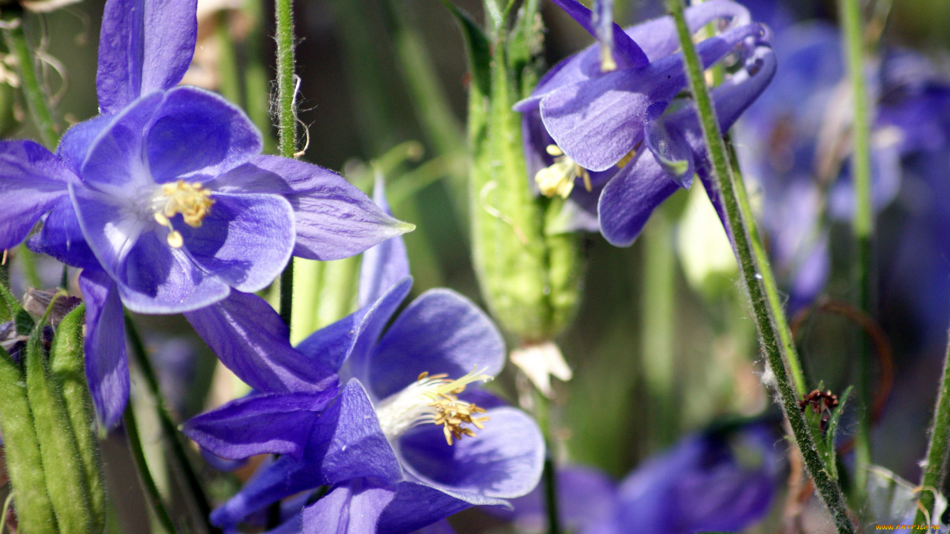 цветы, аквилегия, водосбор, синий