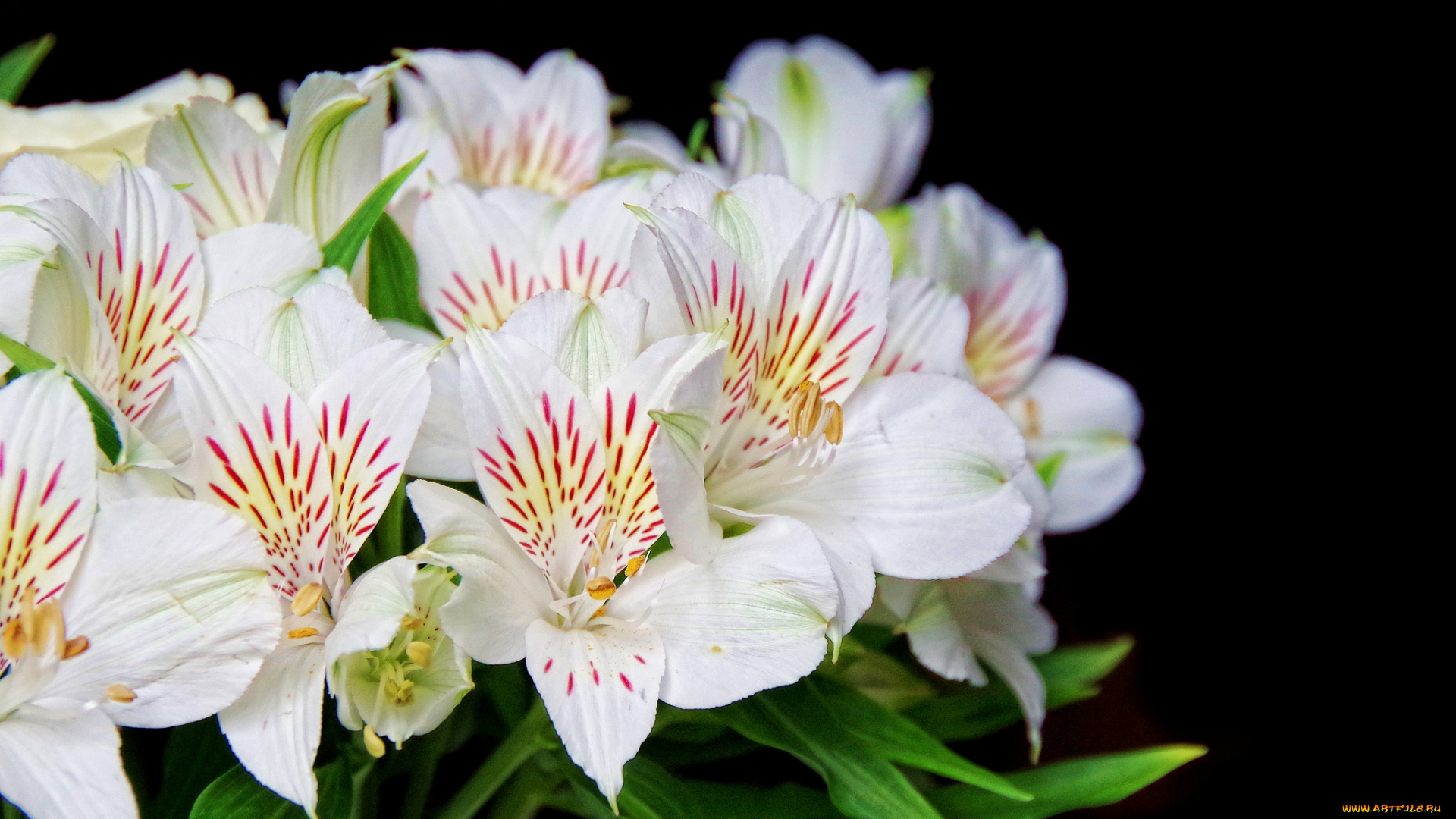 цветы, альстромерия, белый, перуанская, лилия