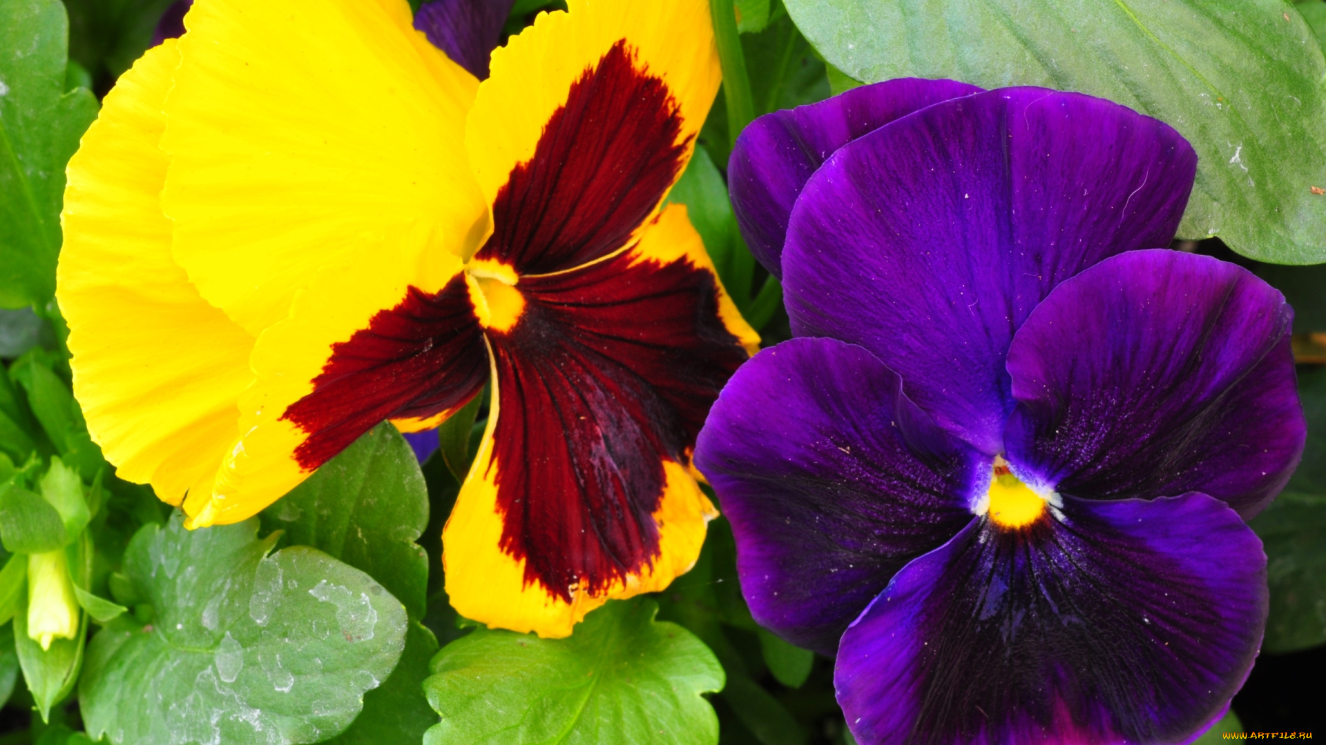 цветы, анютины, глазки, садовые, фиалки, фиолетовый, желтый, виола