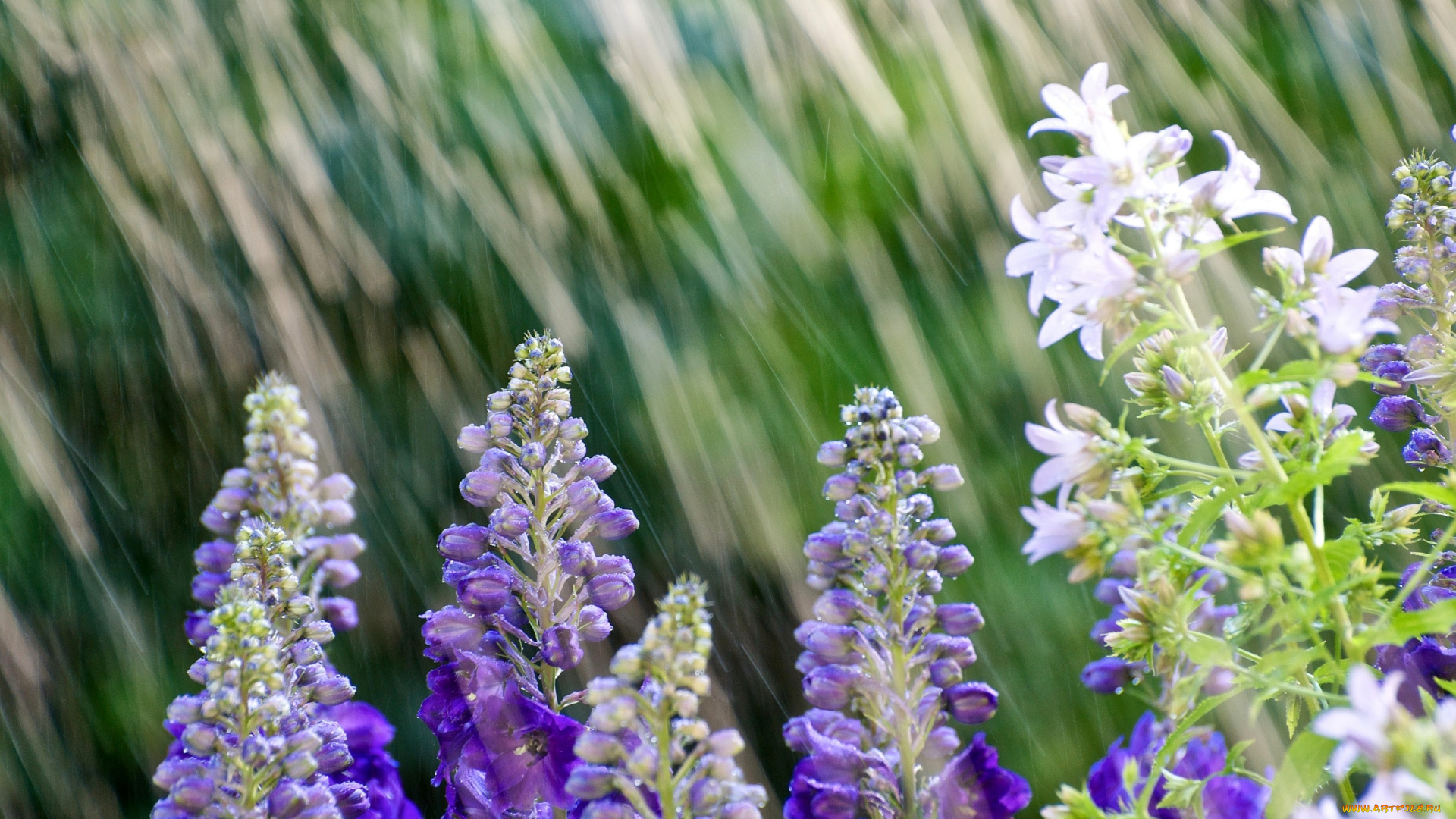 цветы, дельфиниум, дождь, фиолетовый