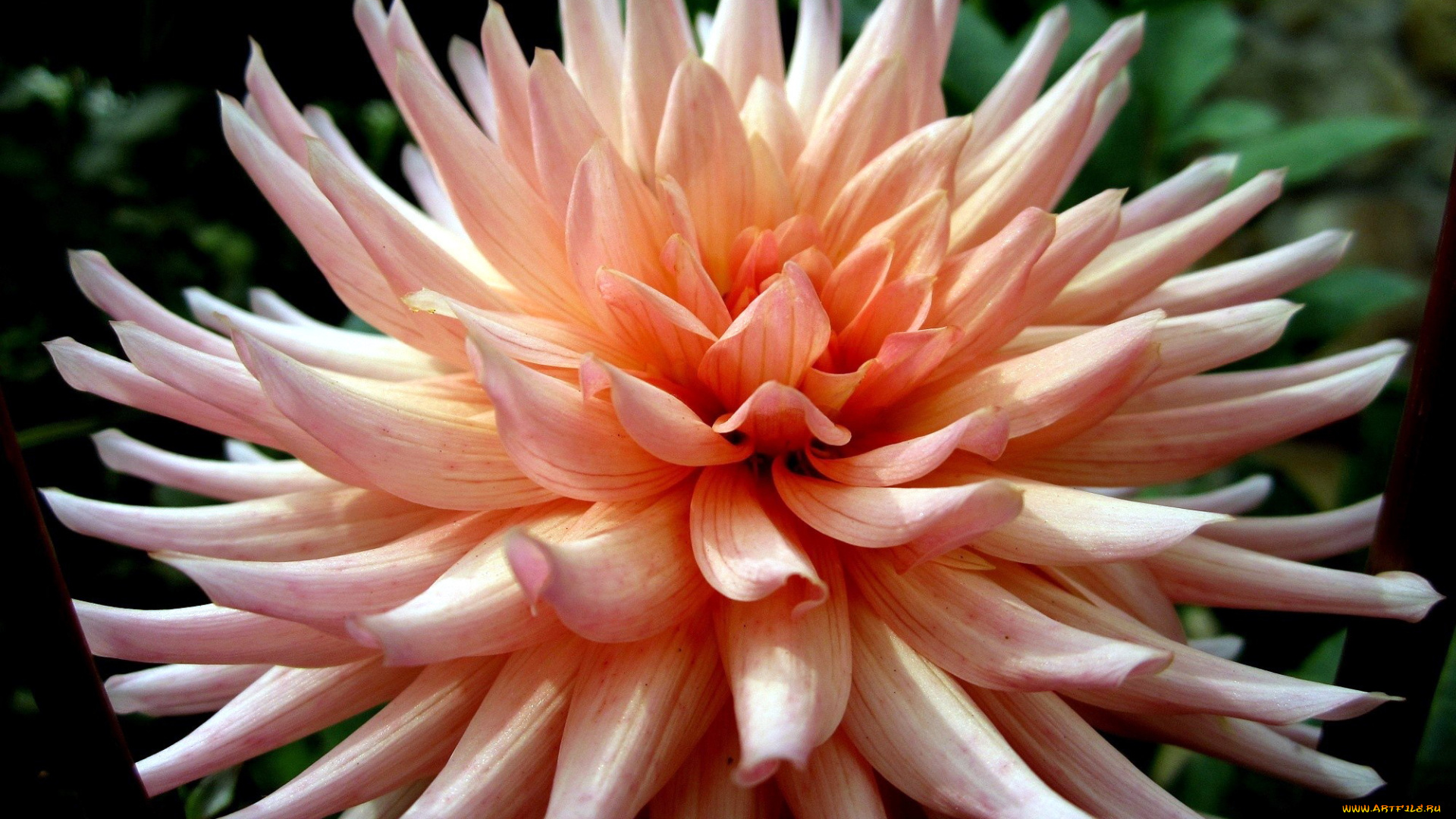 цветы, георгины, макро