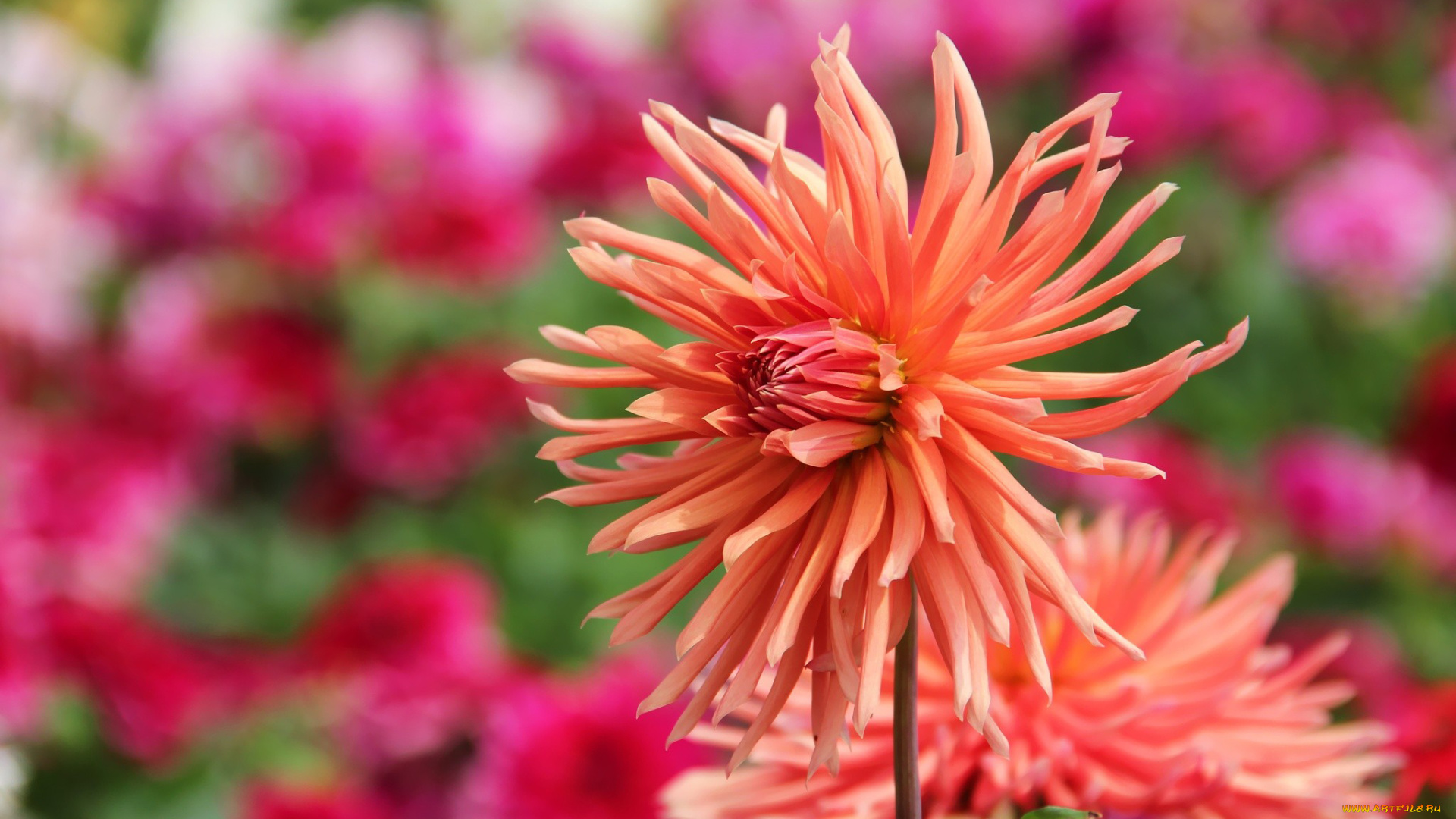 цветы, георгины, оранжевый