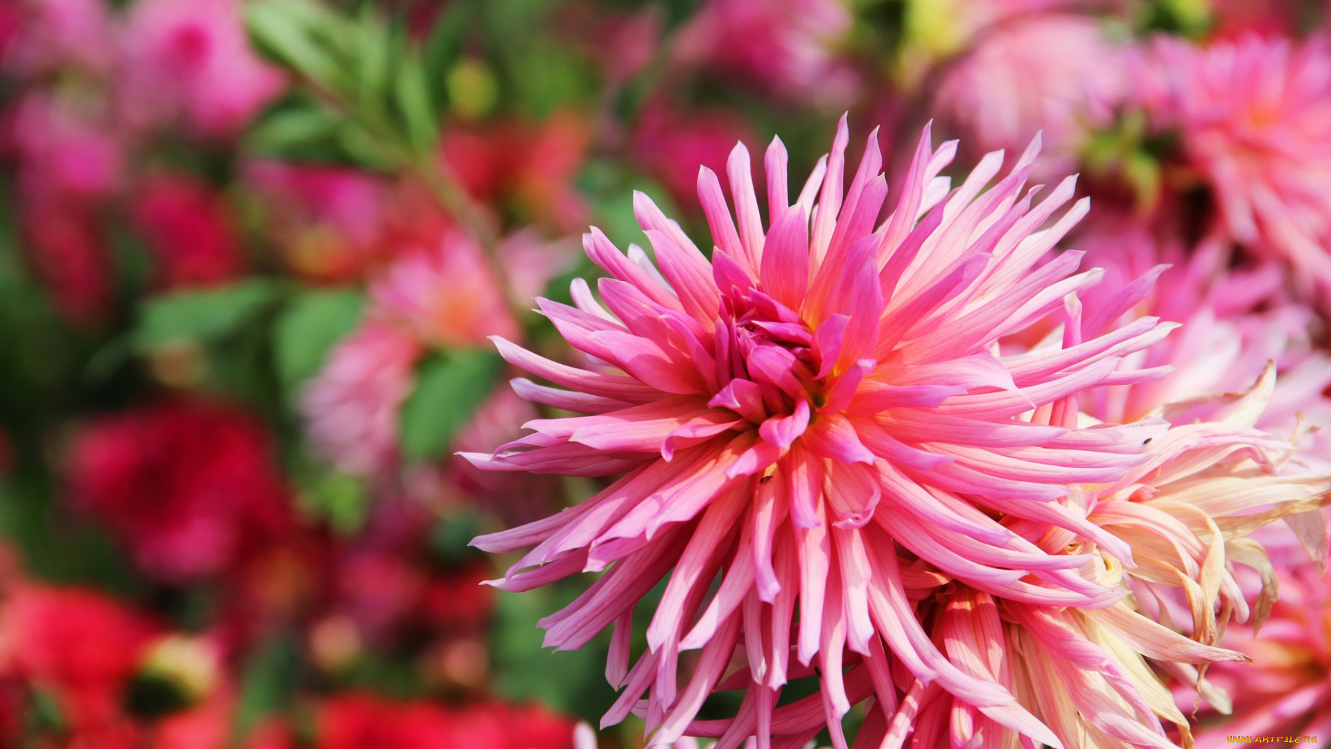 цветы, георгины, розовый