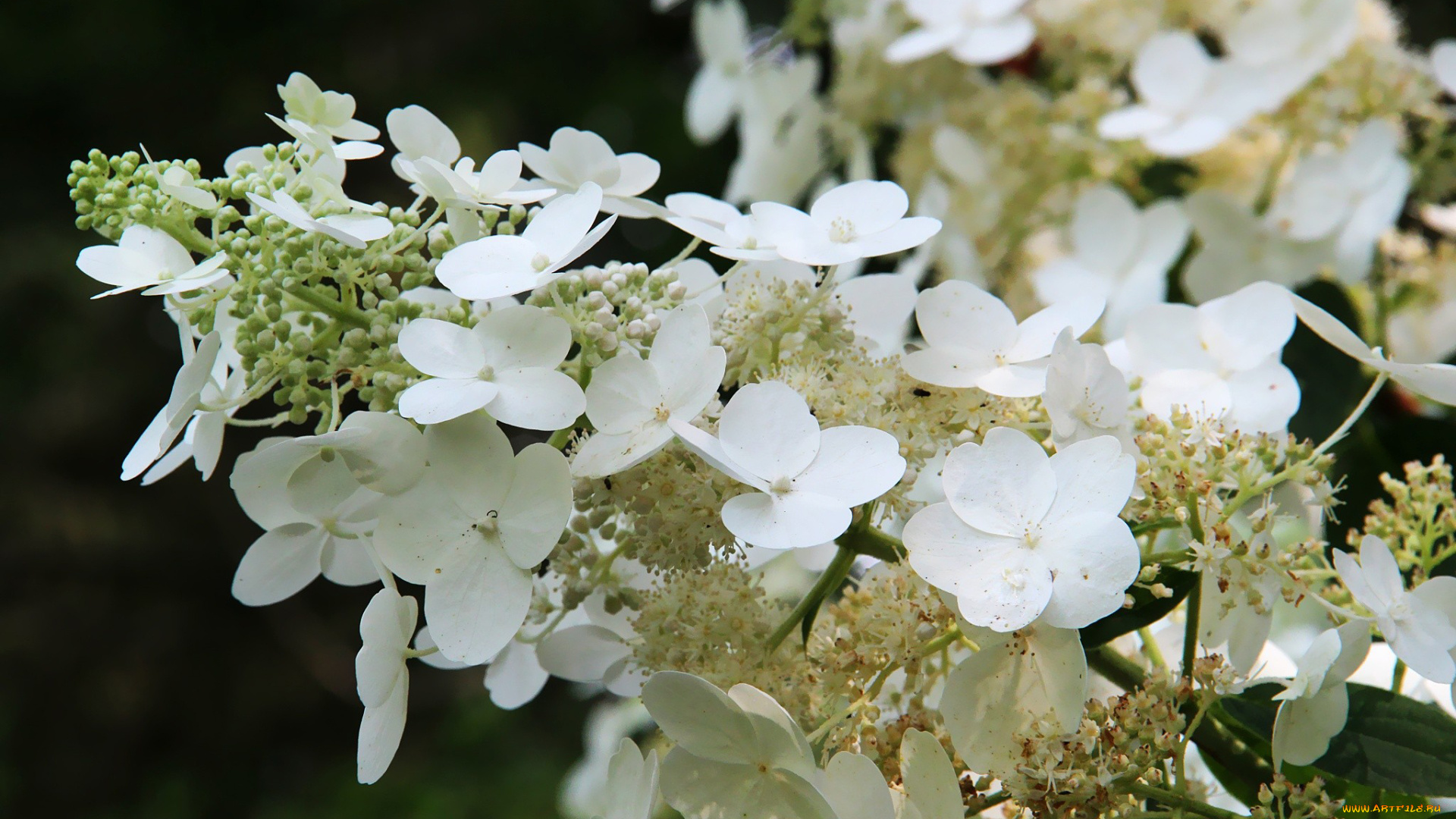 цветы, гортензия, белый