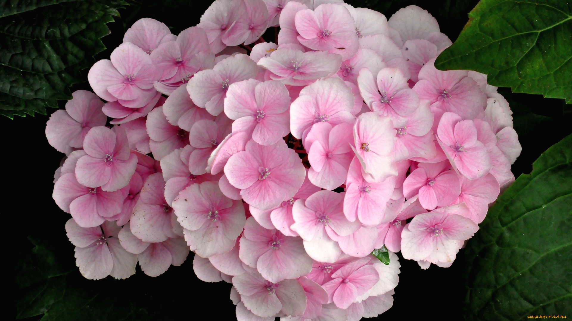 цветы, гортензия, розовый