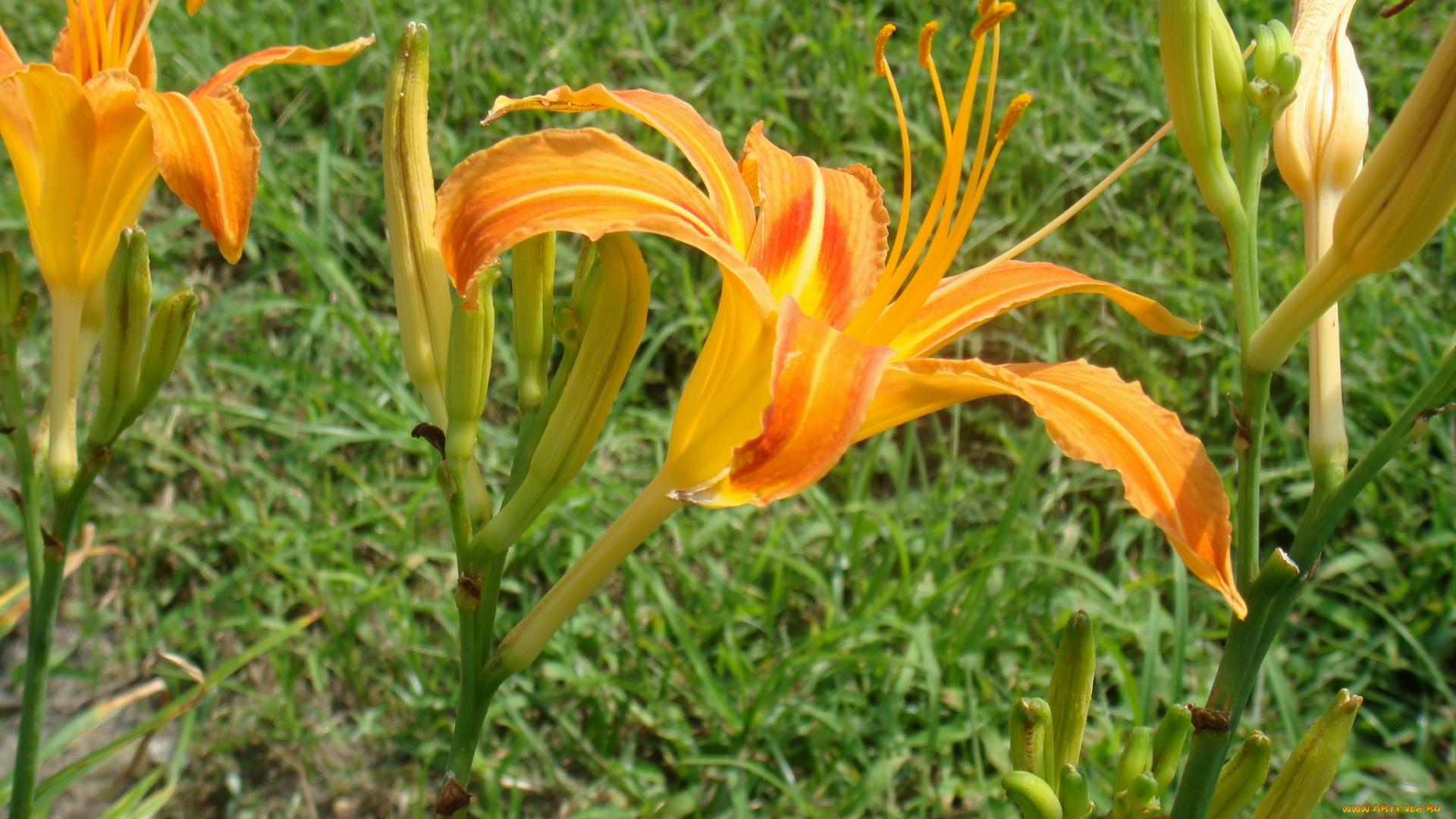 цветы, лилии, лилейники, лепестки