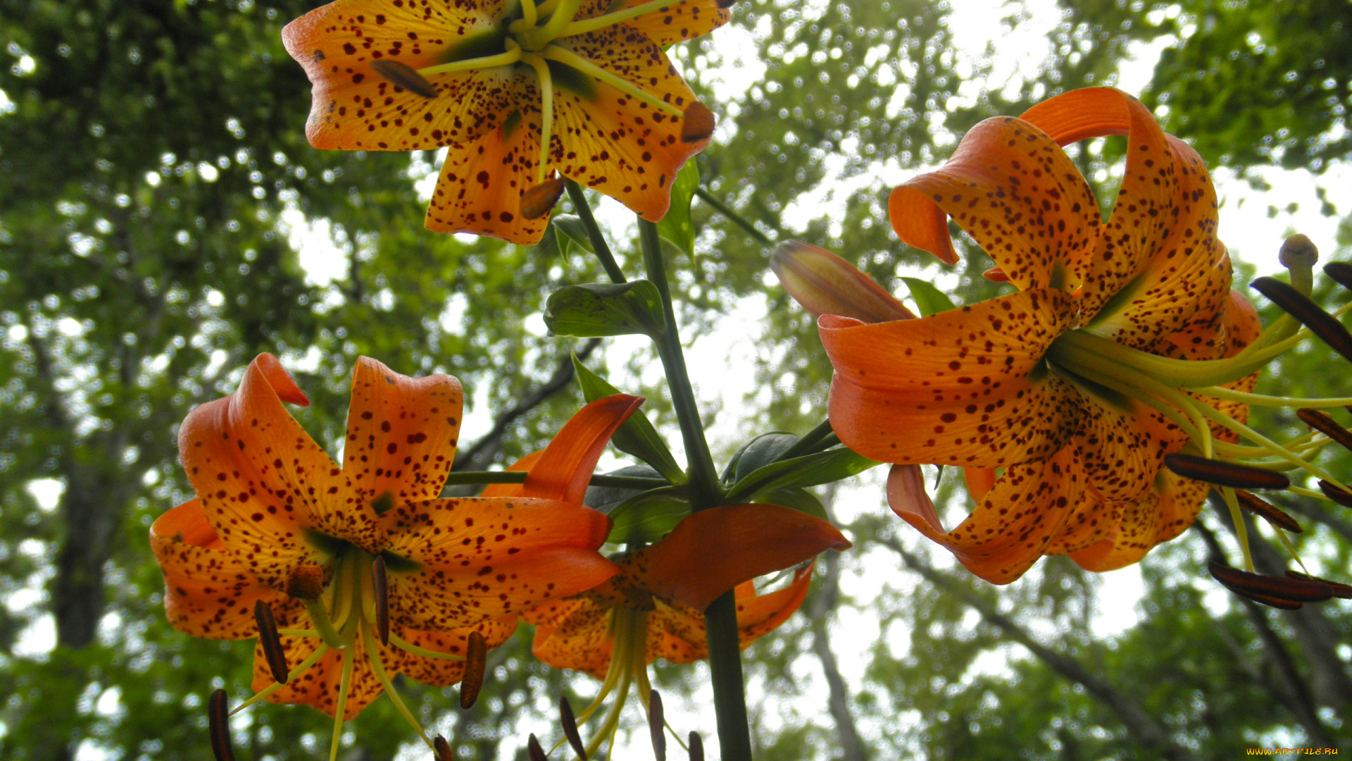 цветы, лилии, лилейники, лепестки