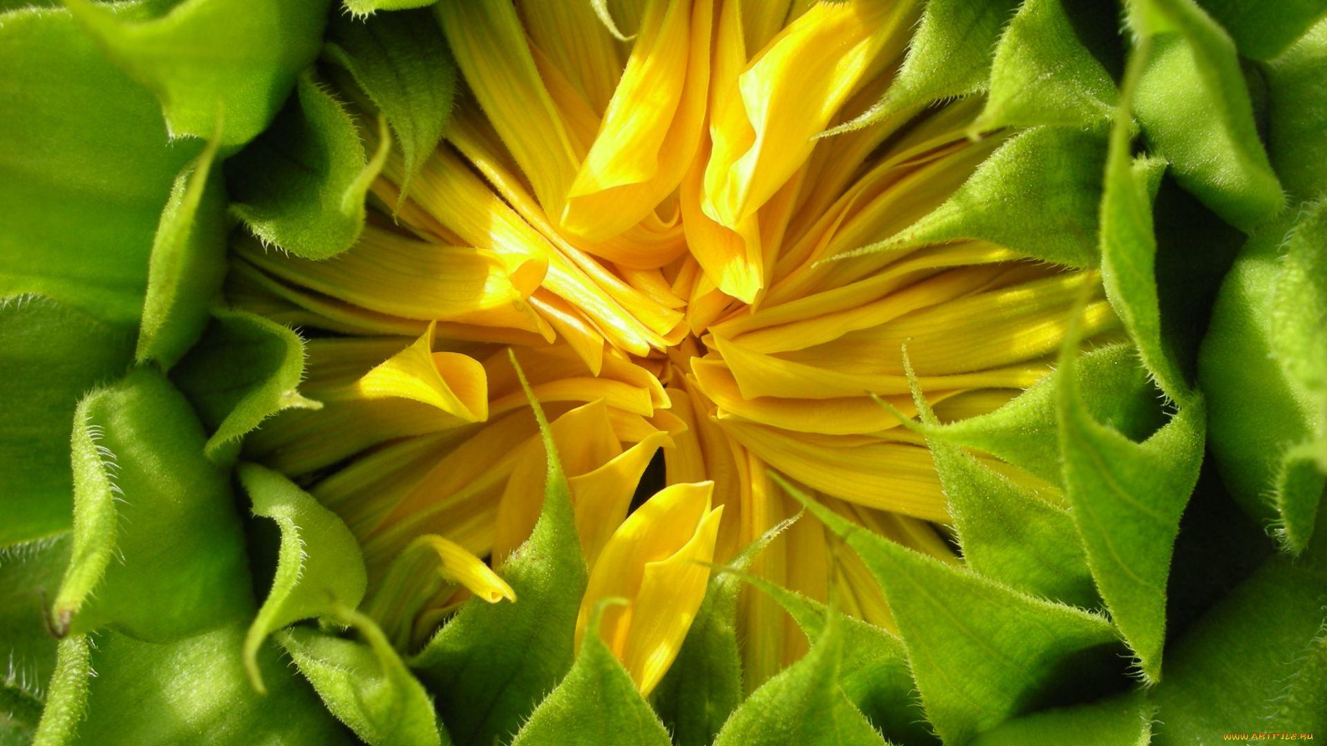 цветы, подсолнухи, подсолнух