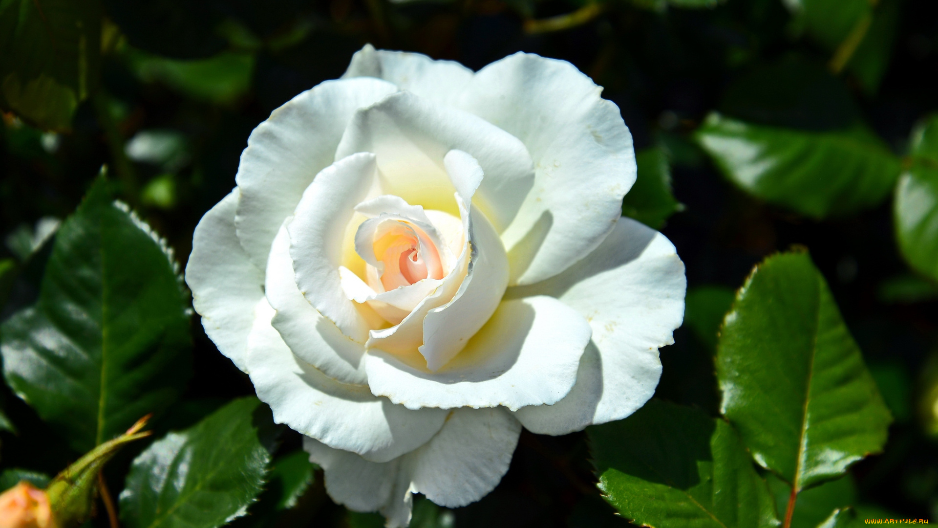 цветы, розы, белый