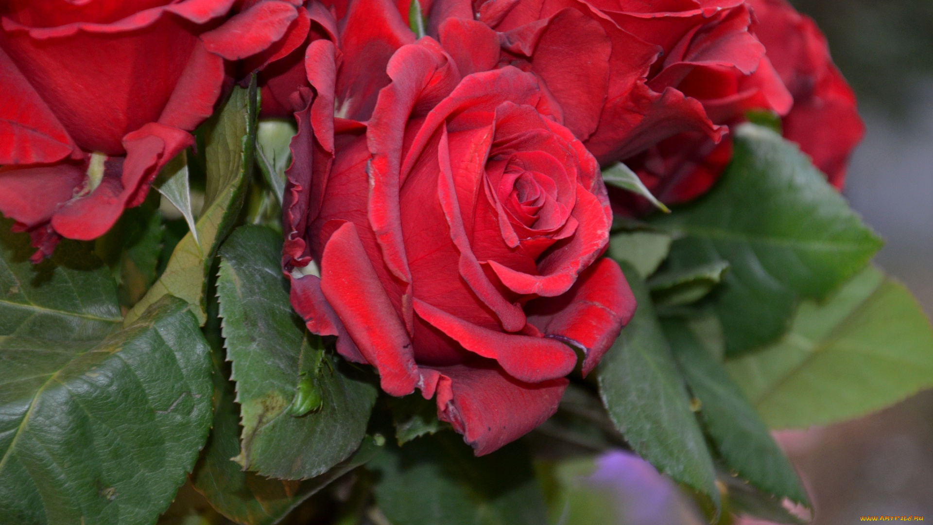 цветы, розы, красный, букет