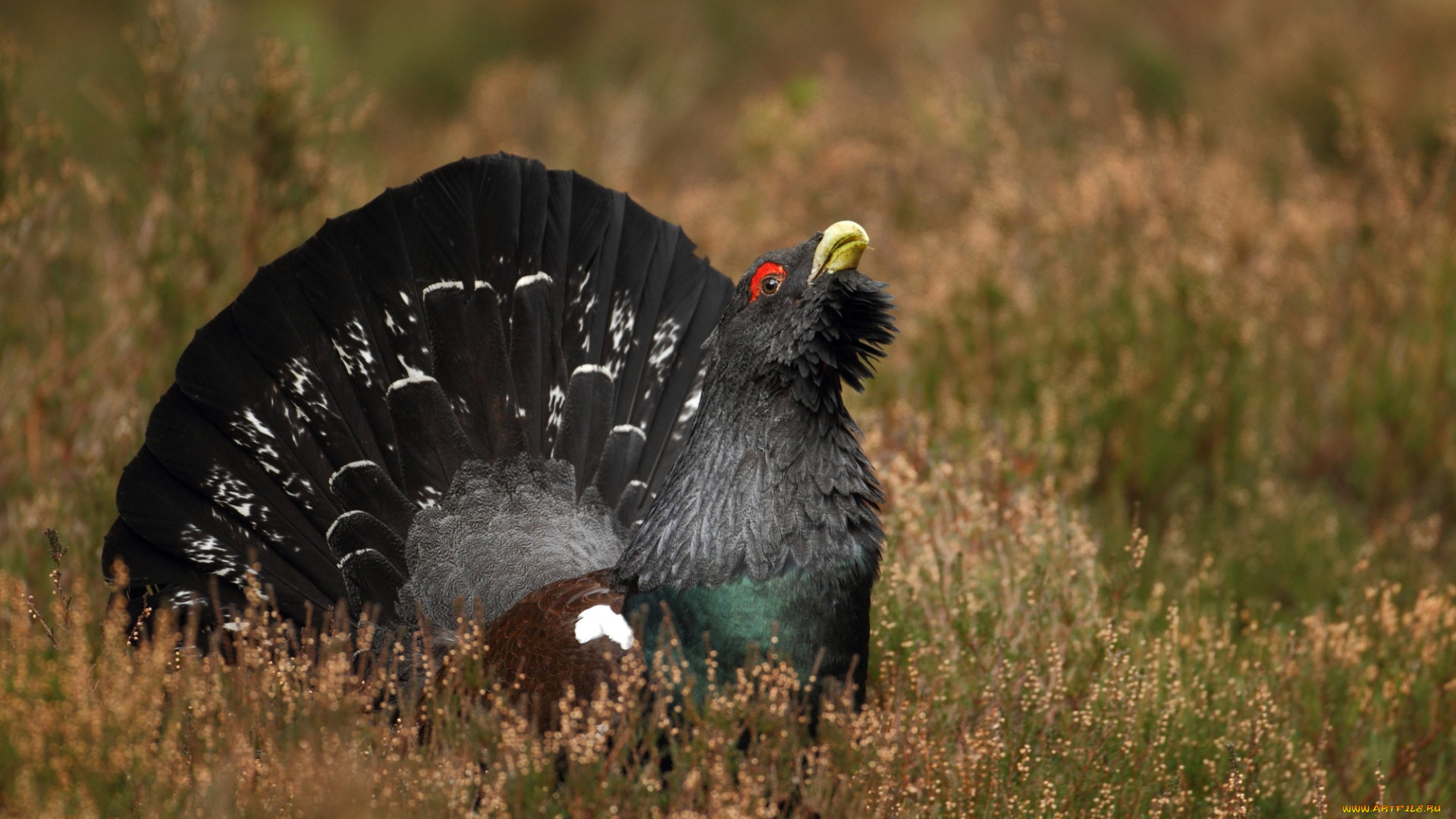 животные, глухари, тетерева, фазаны, хвост