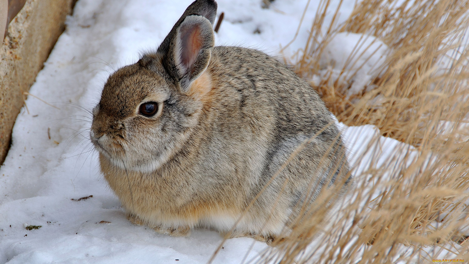животные, кролики, зайцы, пушистый
