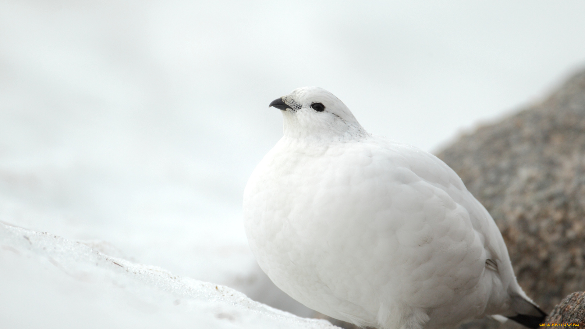 животные, куропатки, рябчики, перепела, куропатка, белый