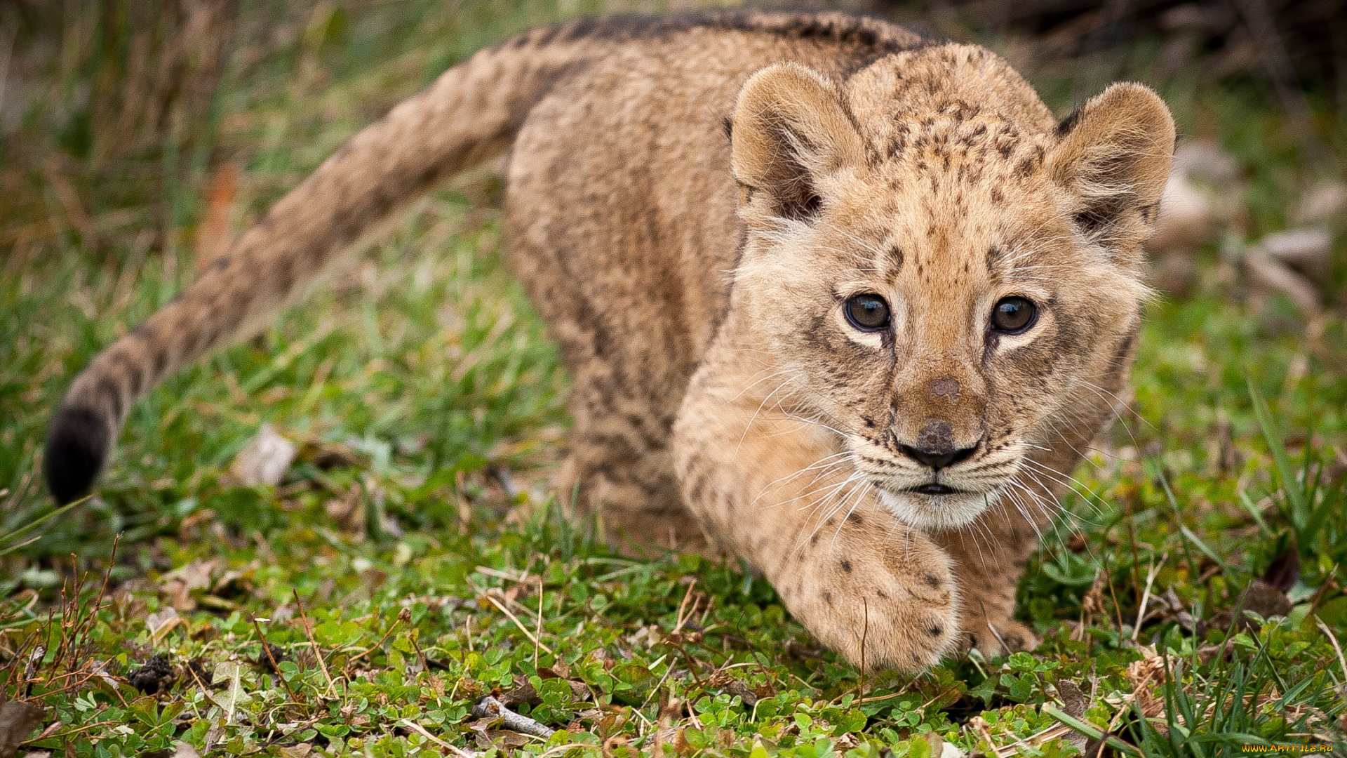 животные, львы, охотник, львенок, крадется