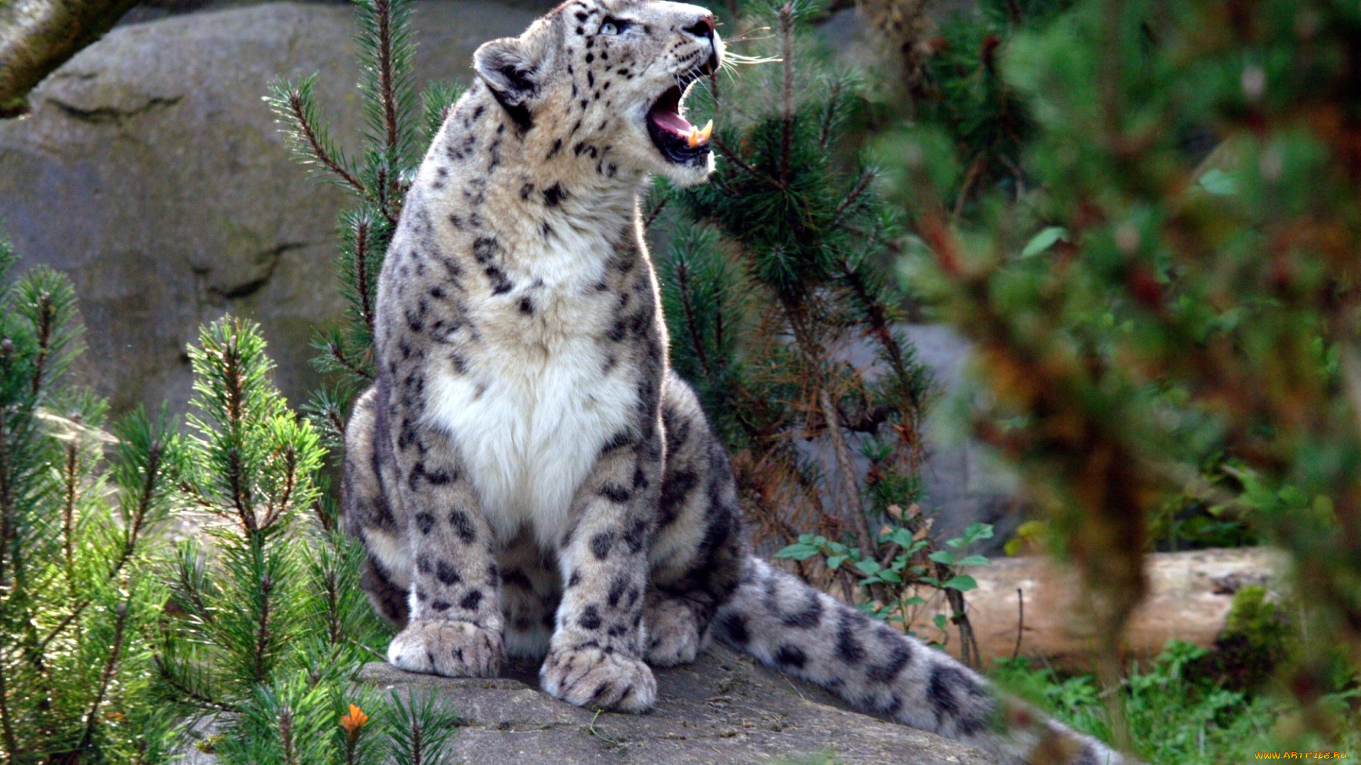животные, снежный, барс, ирбис