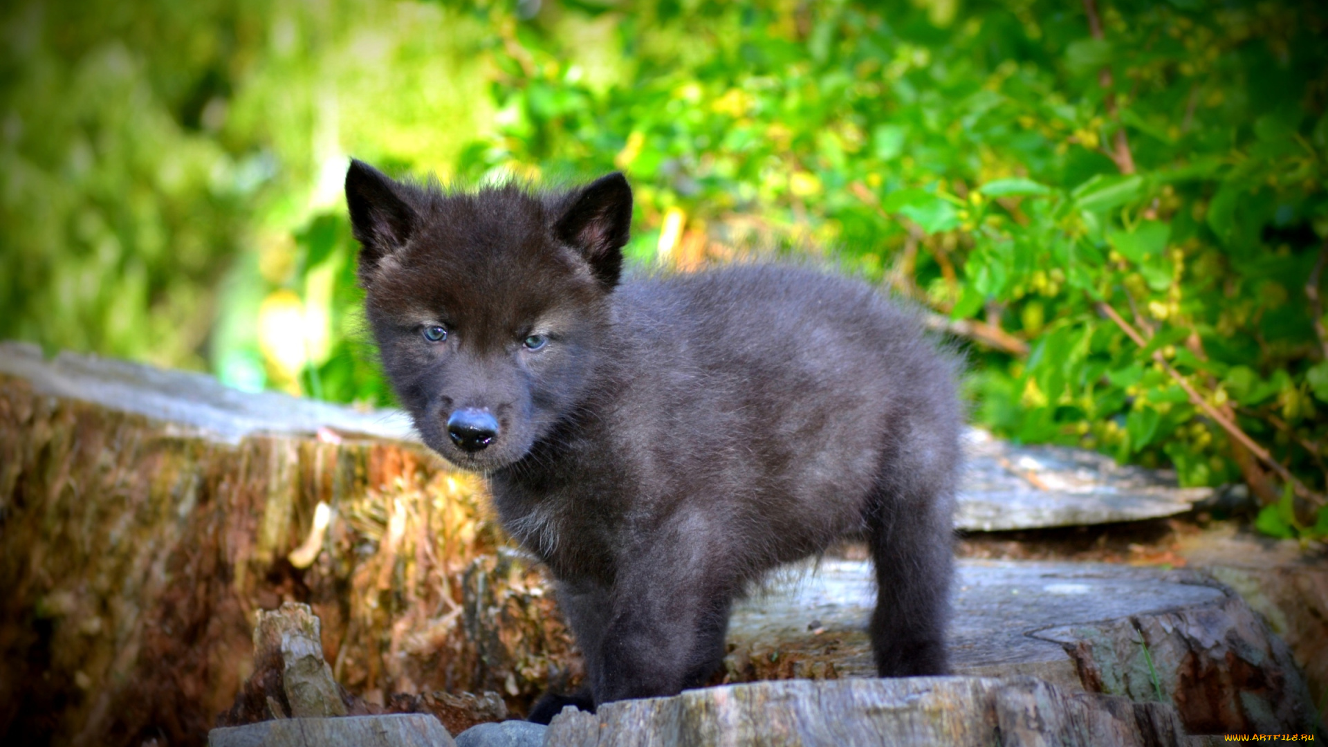 животные, волки, волчонок, черный