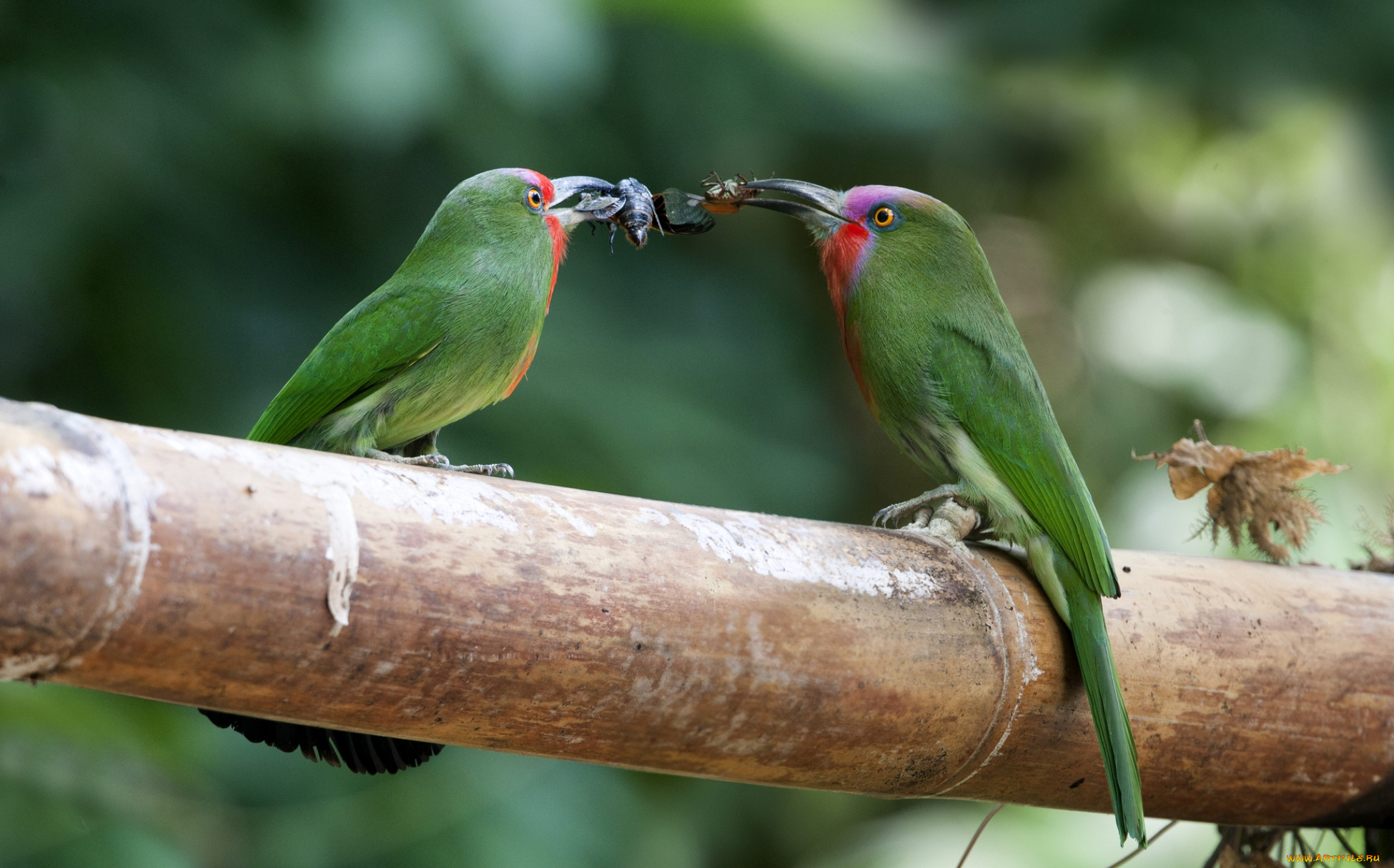 животные, щурки, пчелоеды, пара, добыча