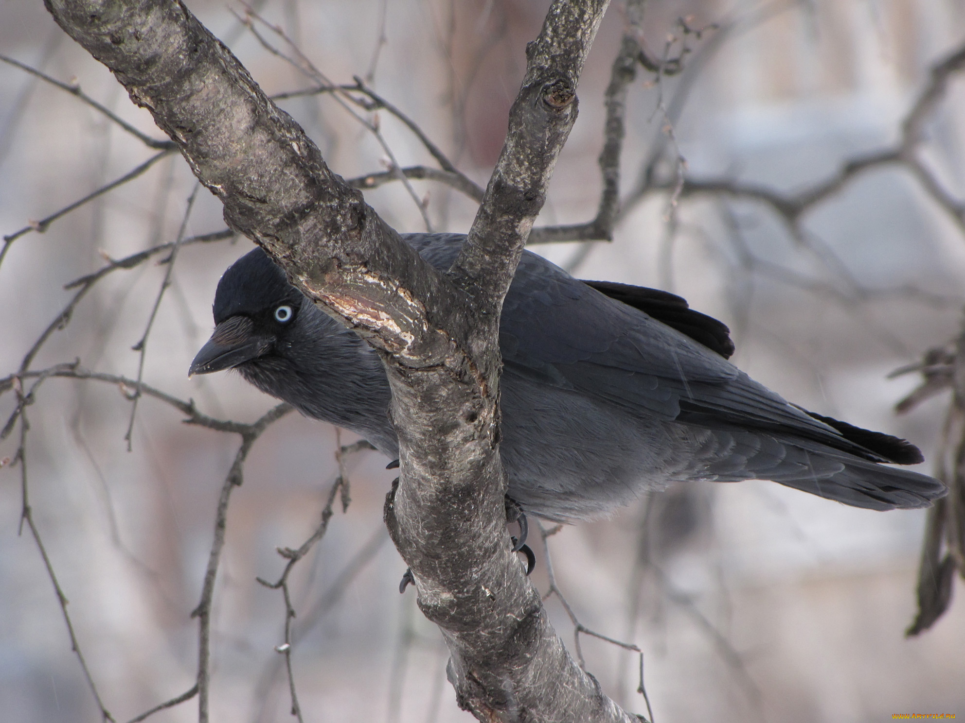 животные, вороны, грачи, галки, зима, галка