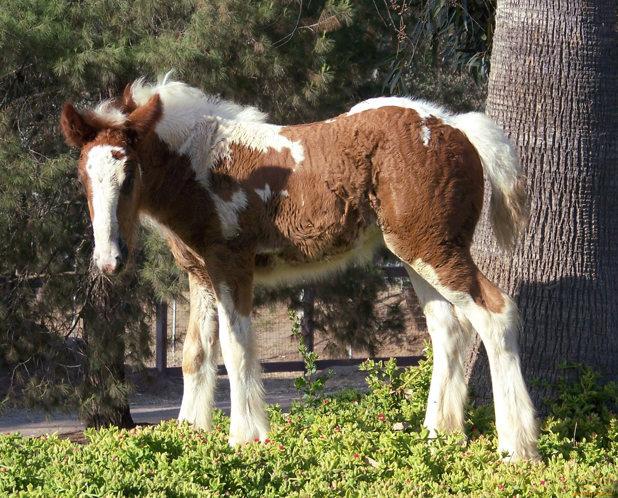 животные, лошади, лошадка