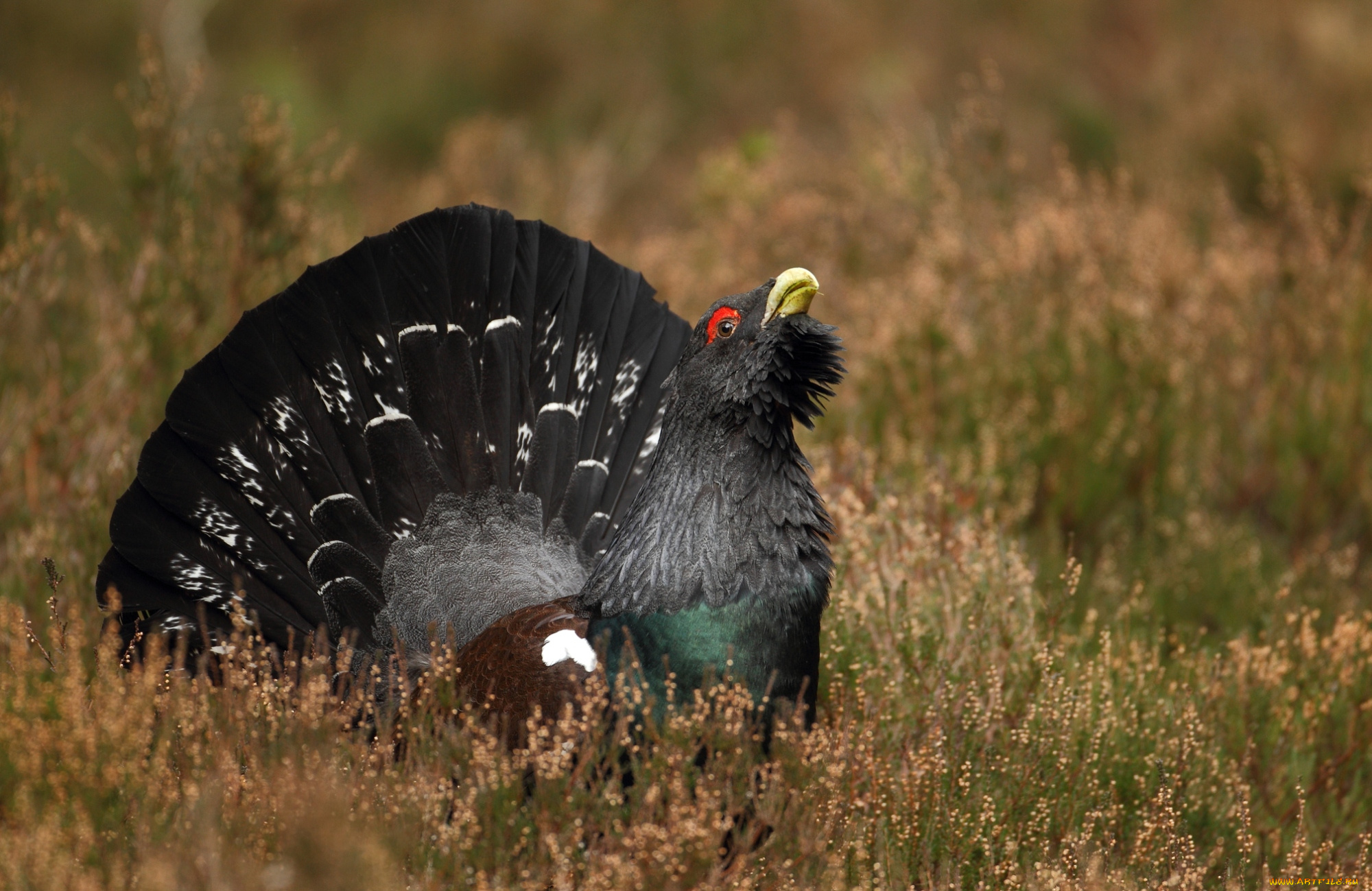 животные, глухари, тетерева, фазаны, хвост