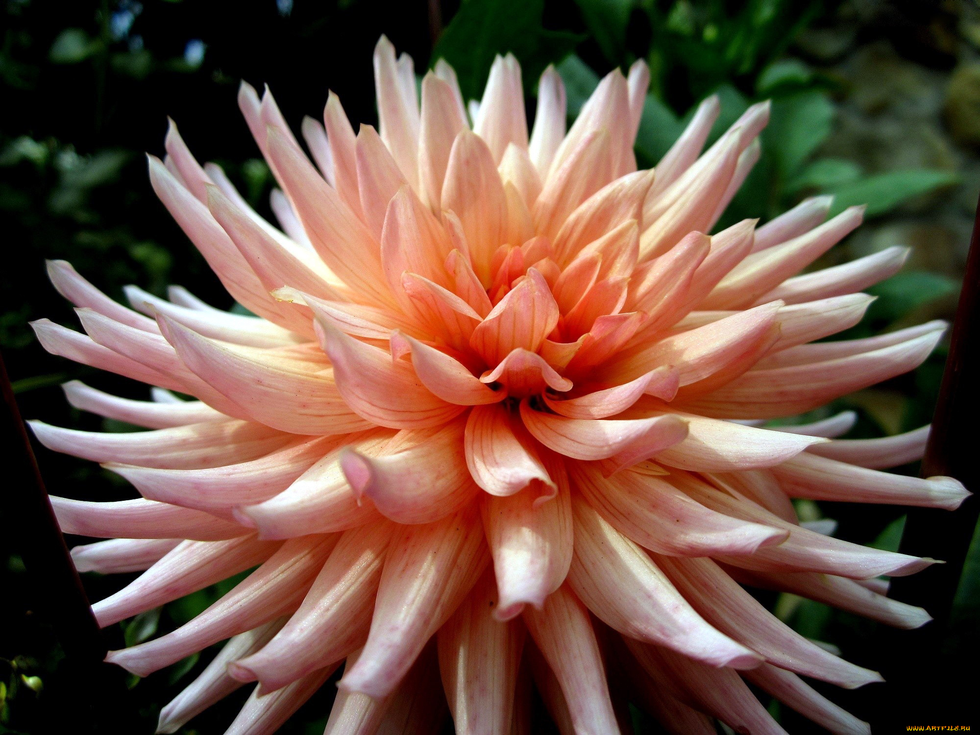 цветы, георгины, макро