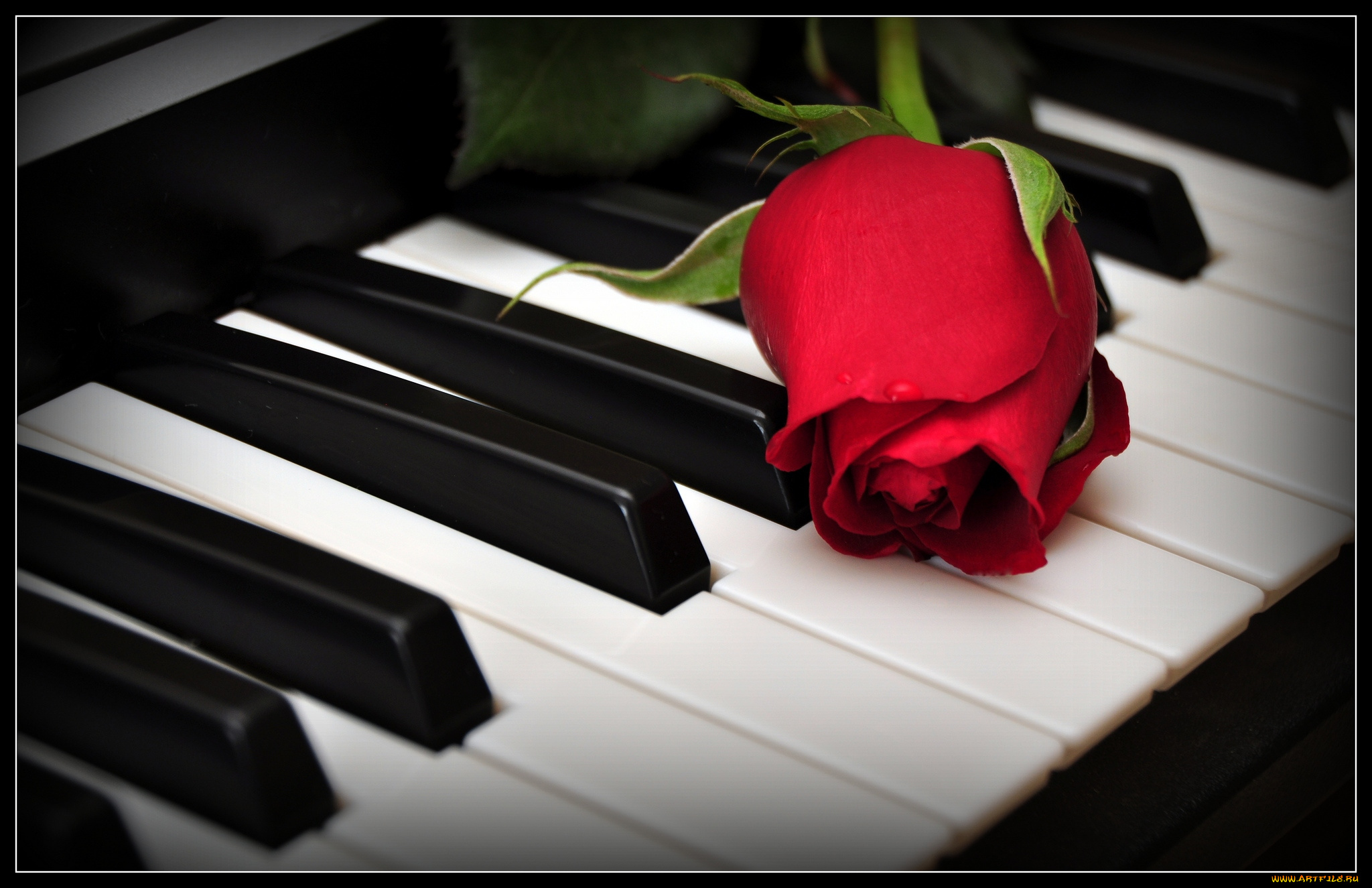 цветы, розы, пианино, бутон