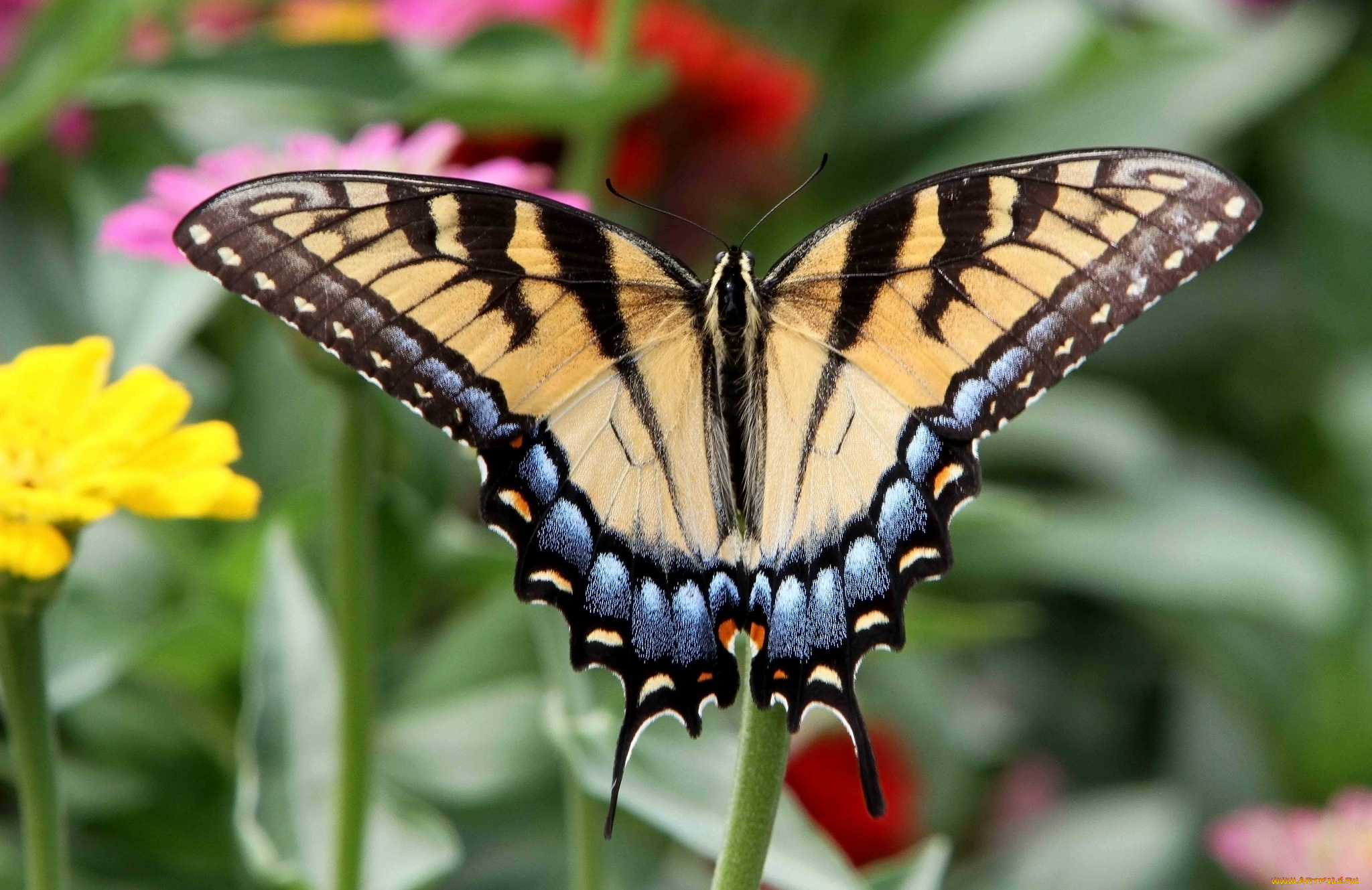 животные, бабочки, крылья, пестрый