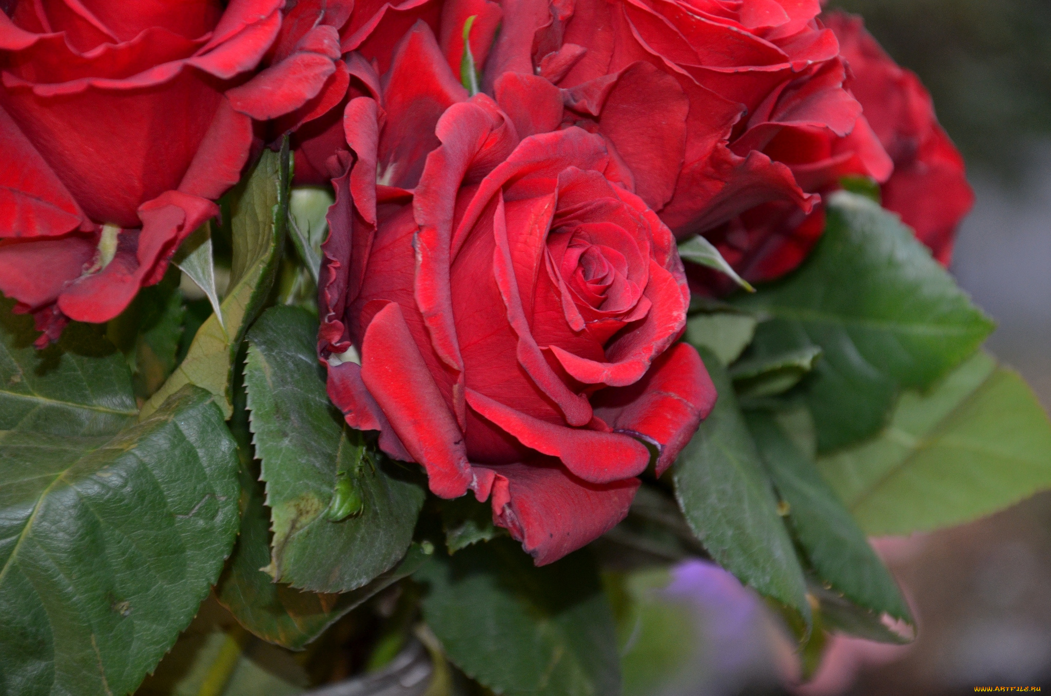 цветы, розы, красный, букет