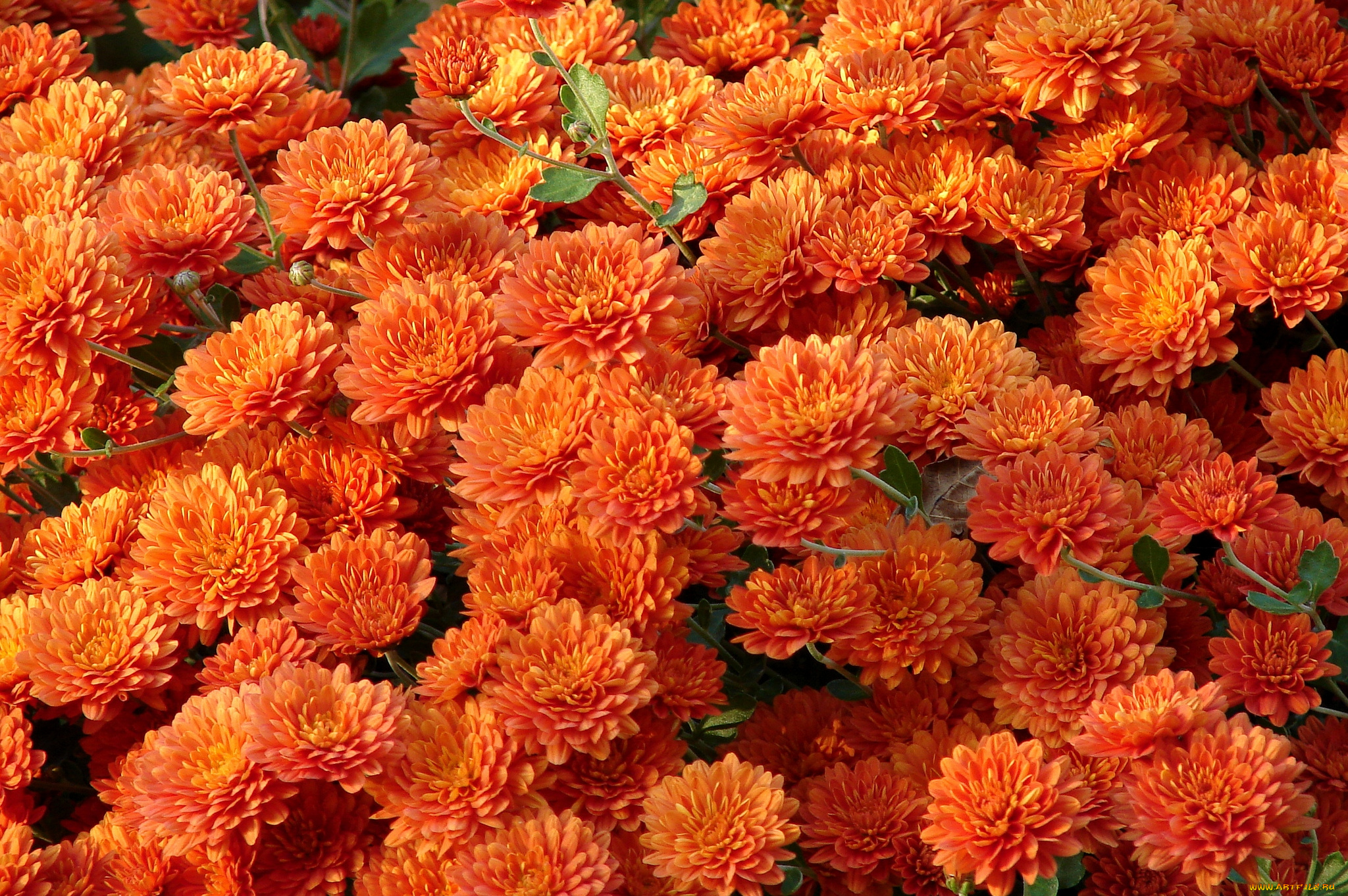 цветы, хризантемы, оранжевый, много