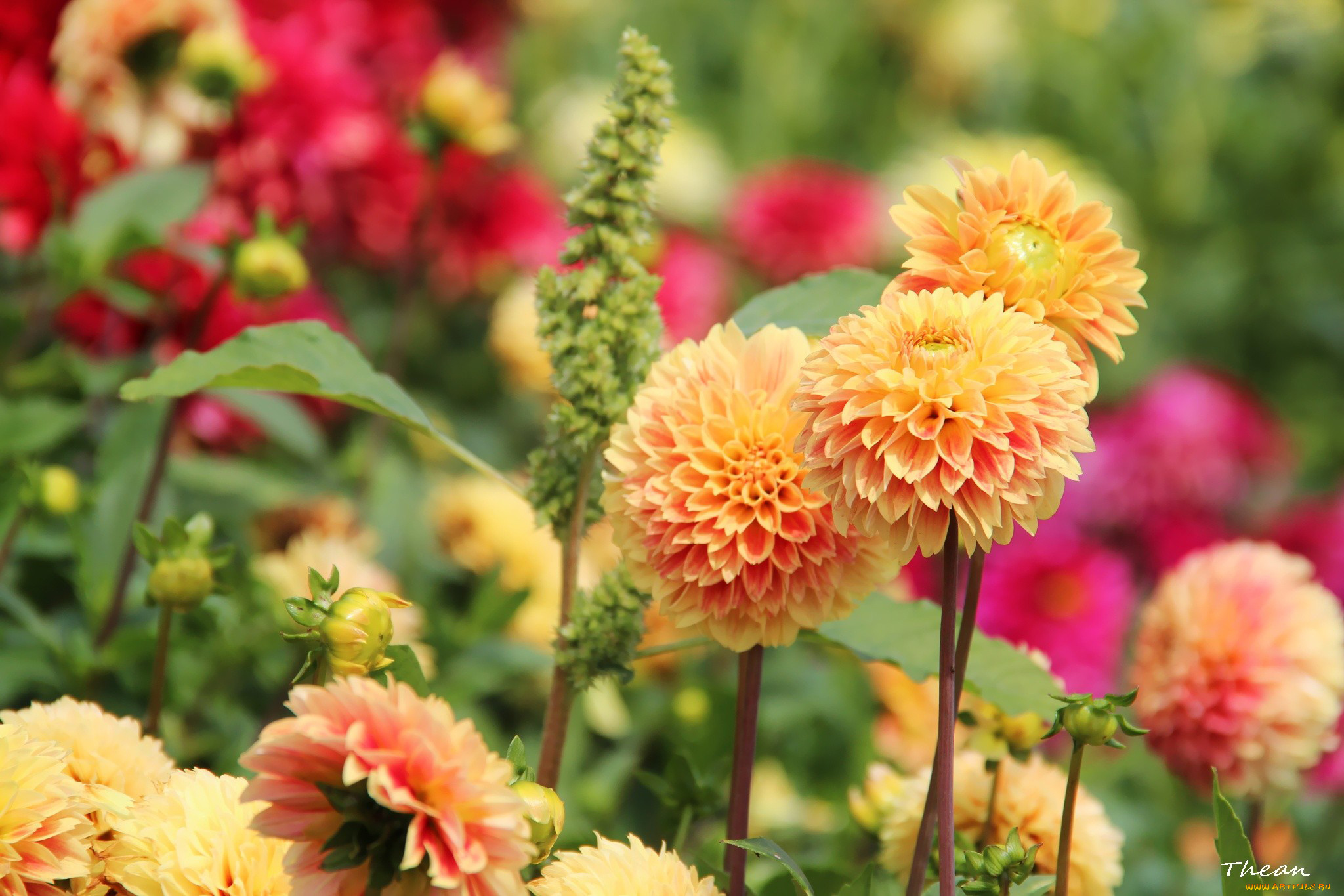 цветы, георгины, оранжевый