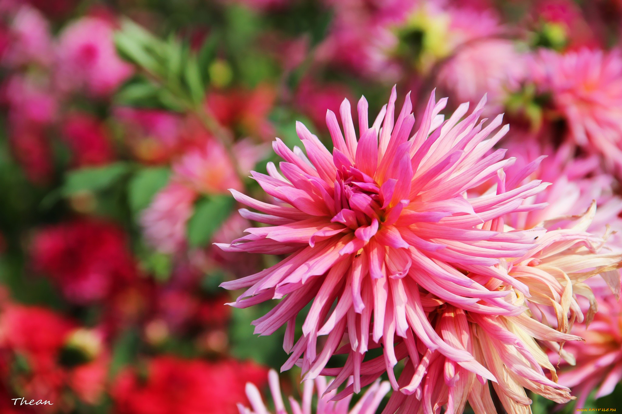 цветы, георгины, розовый