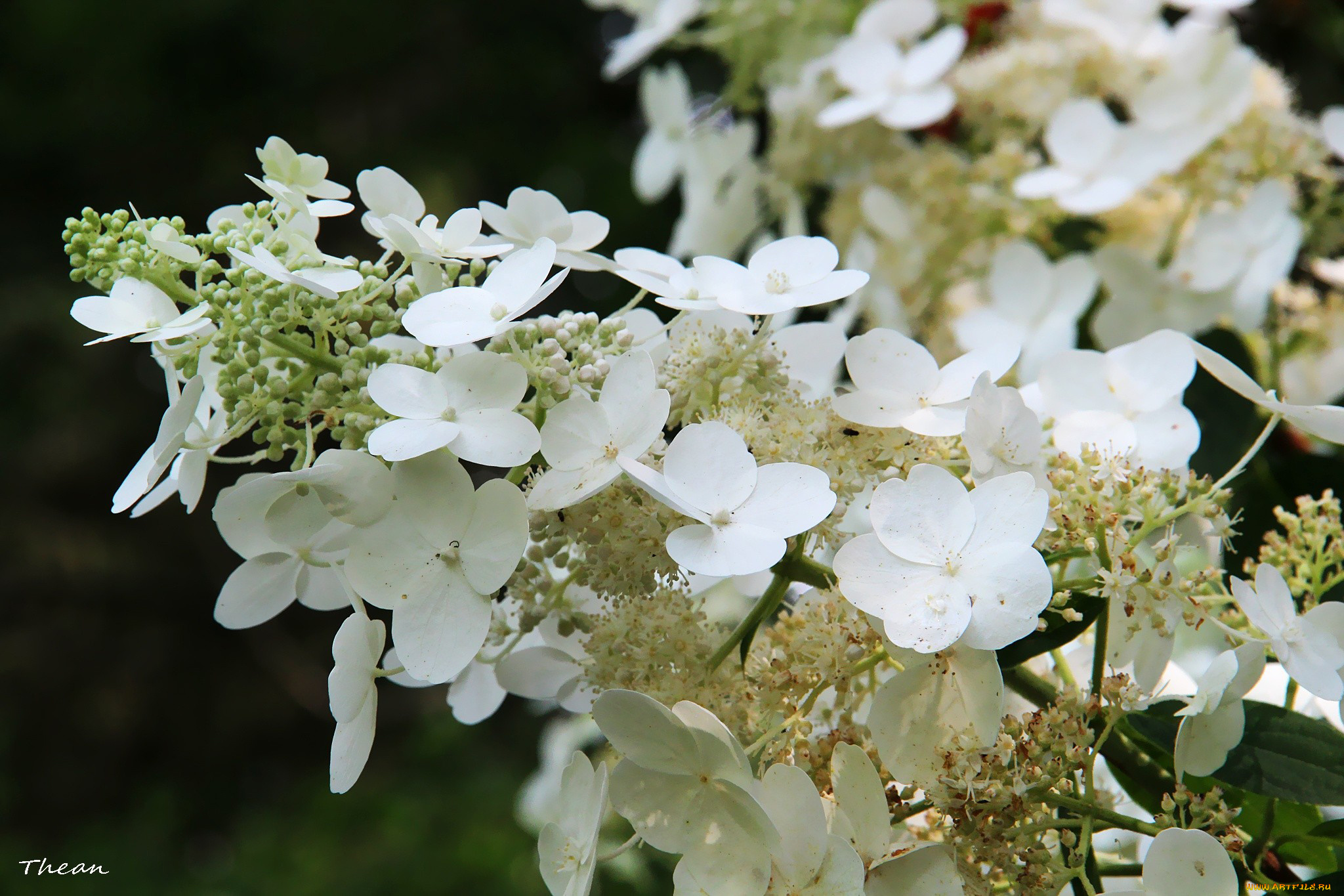 цветы, гортензия, белый