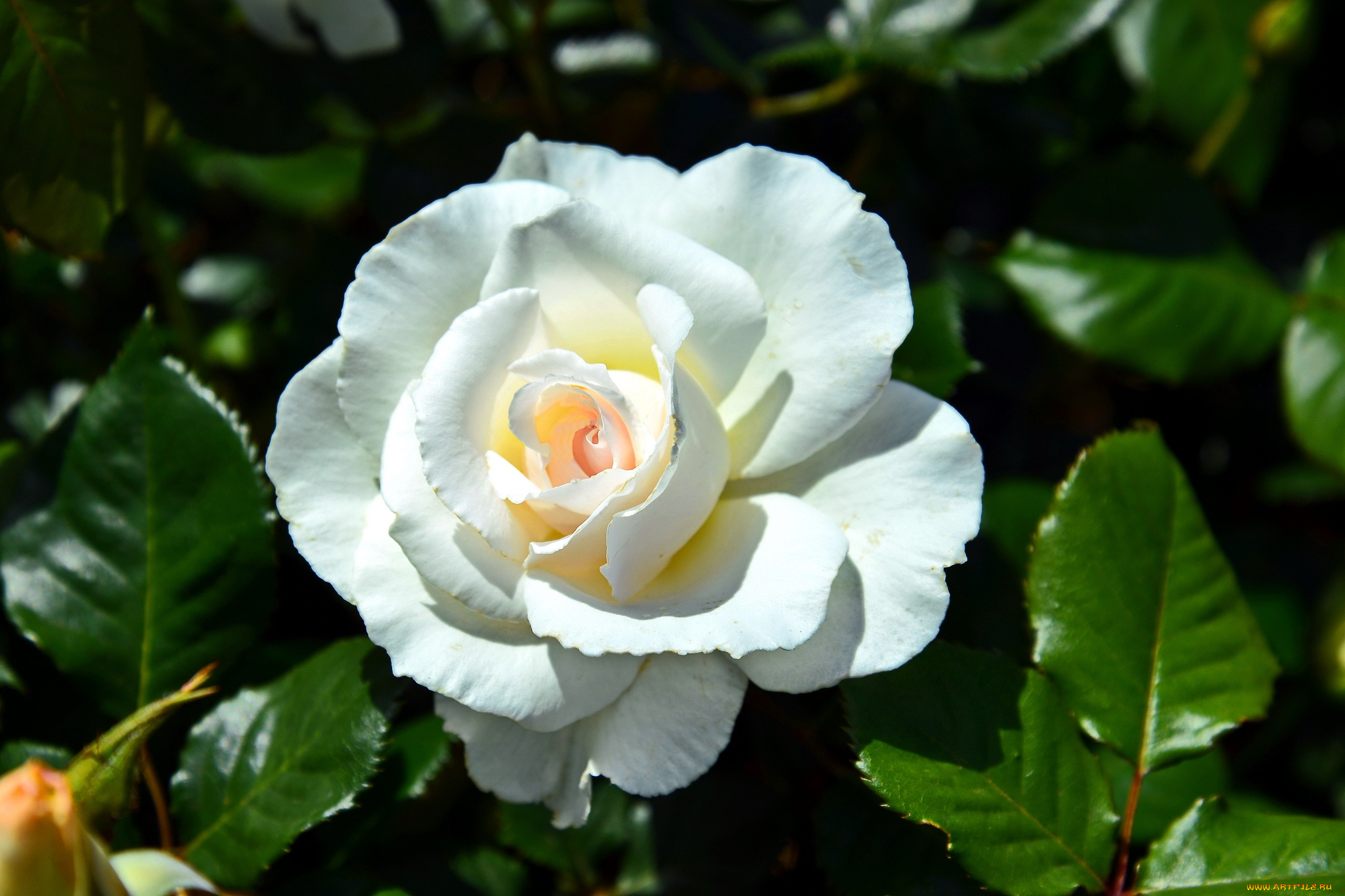 цветы, розы, белый