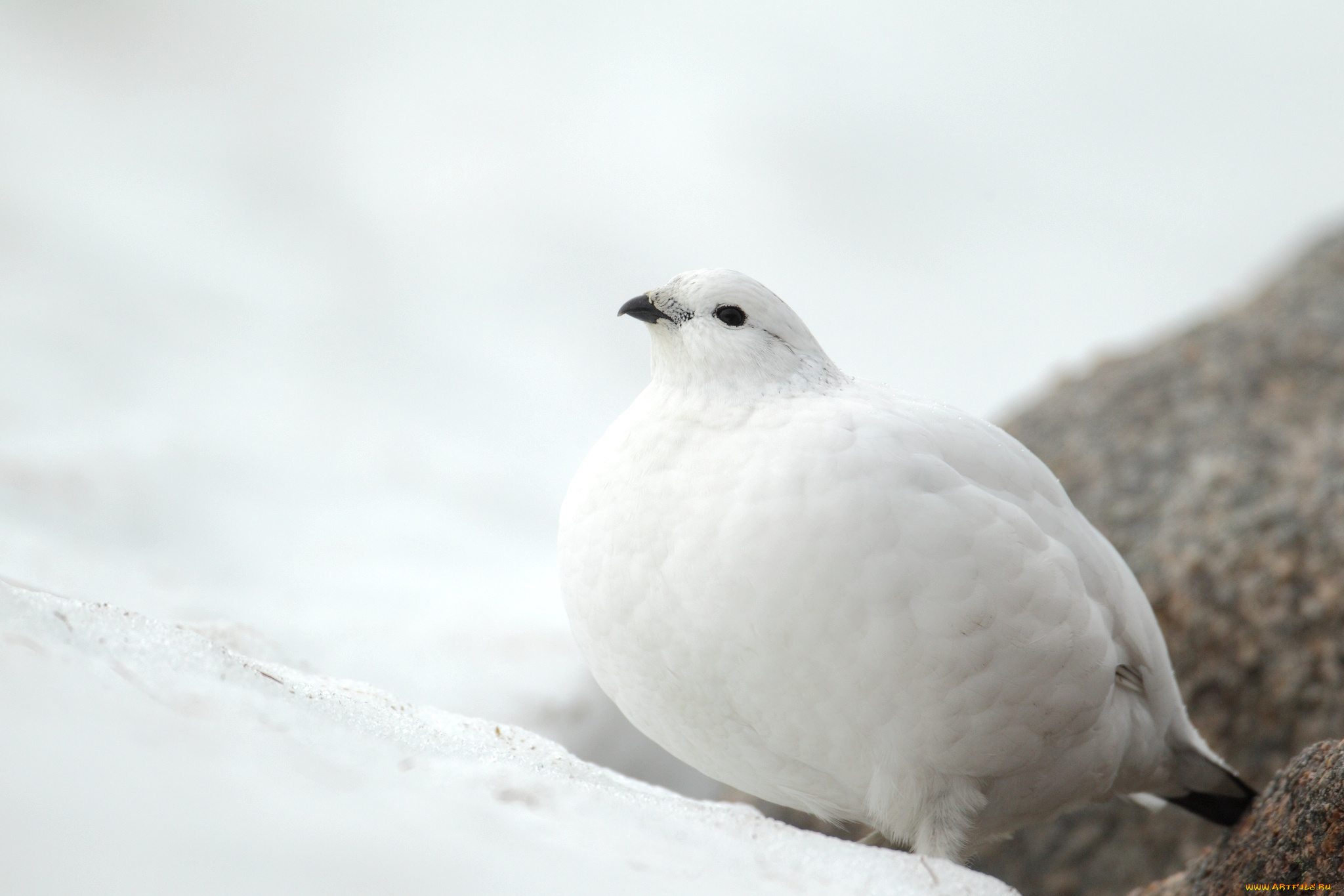 животные, куропатки, рябчики, перепела, куропатка, белый