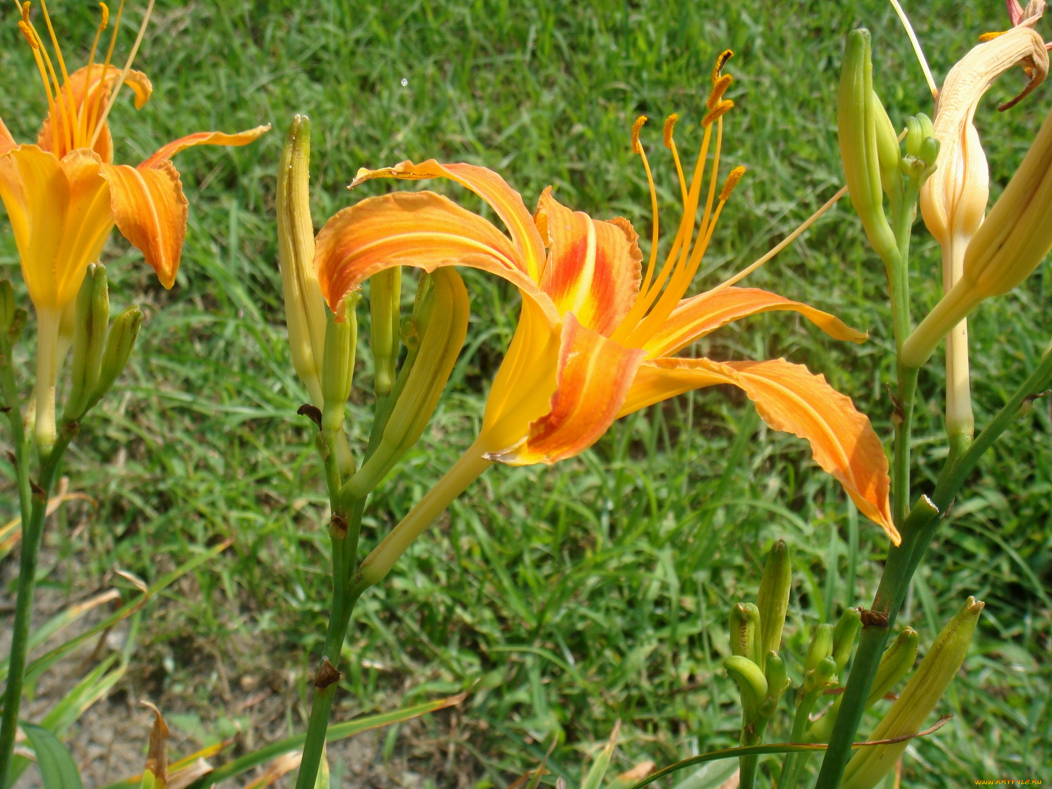 цветы, лилии, лилейники, лепестки