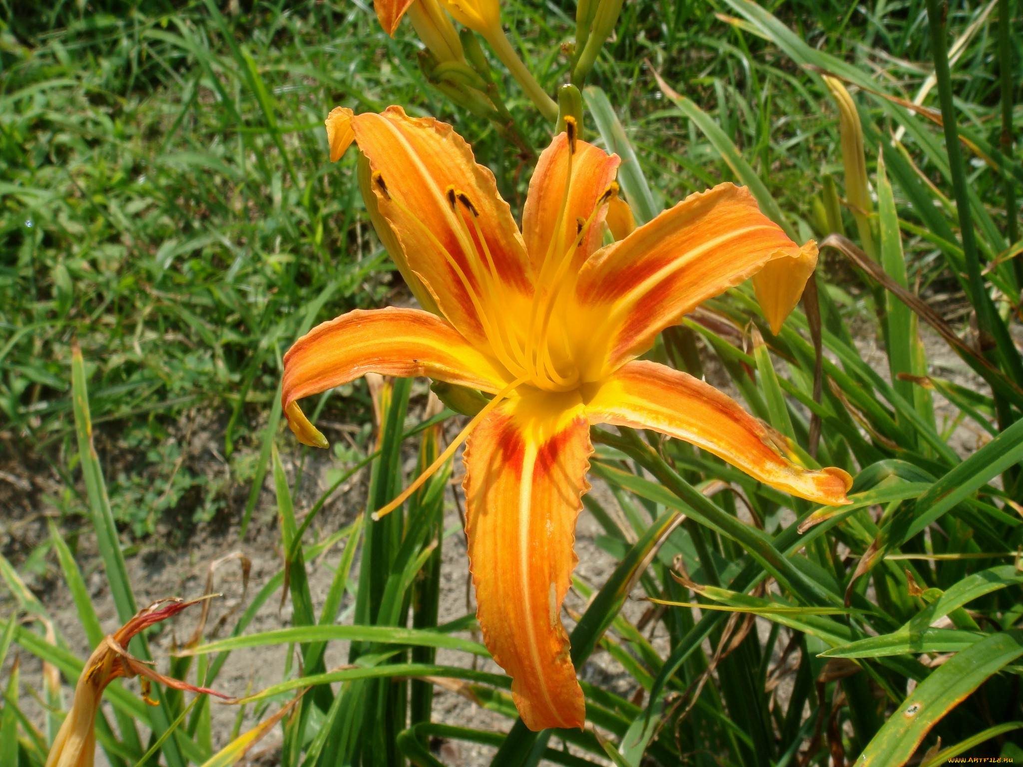 цветы, лилии, лилейники, лепестки